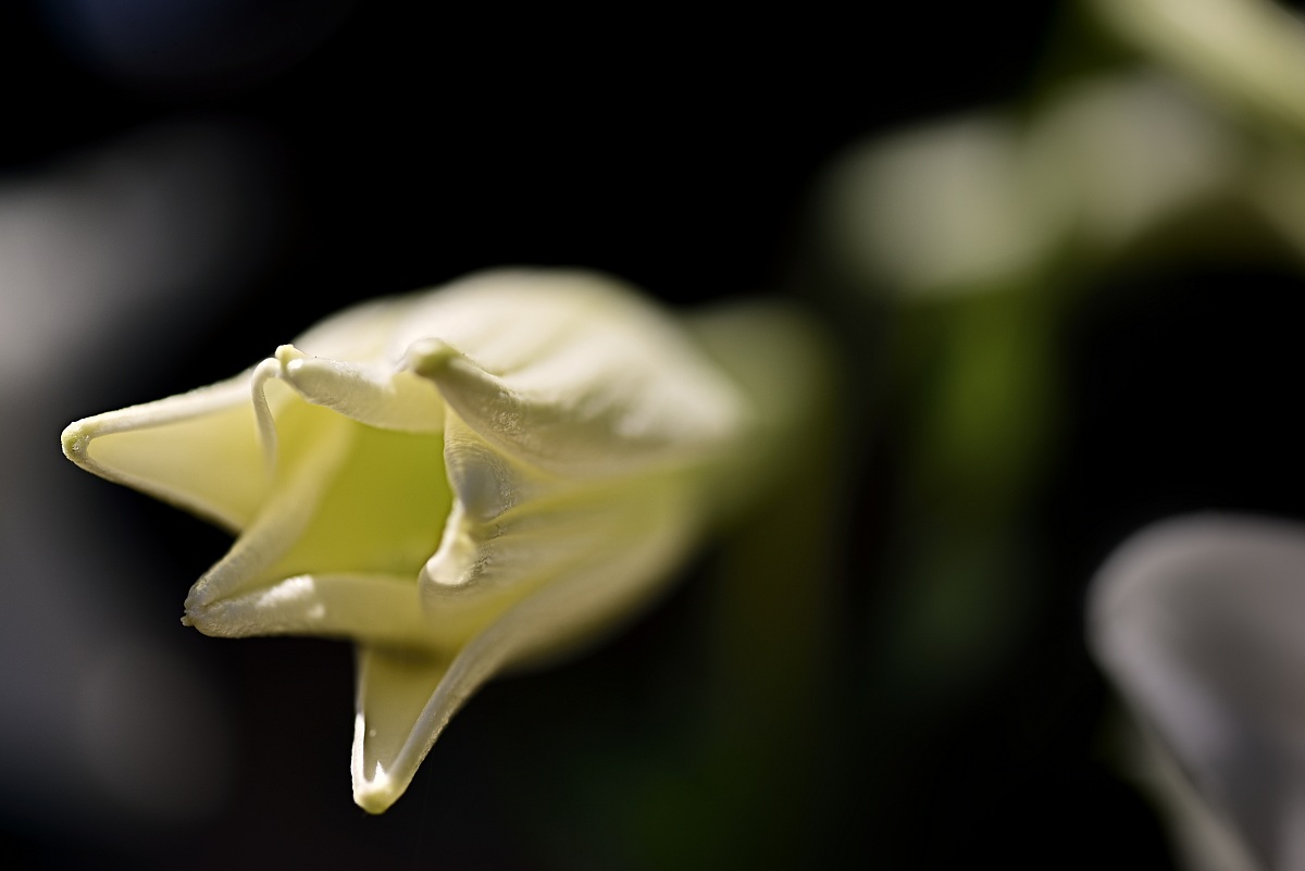Boccuccia di... giglio!