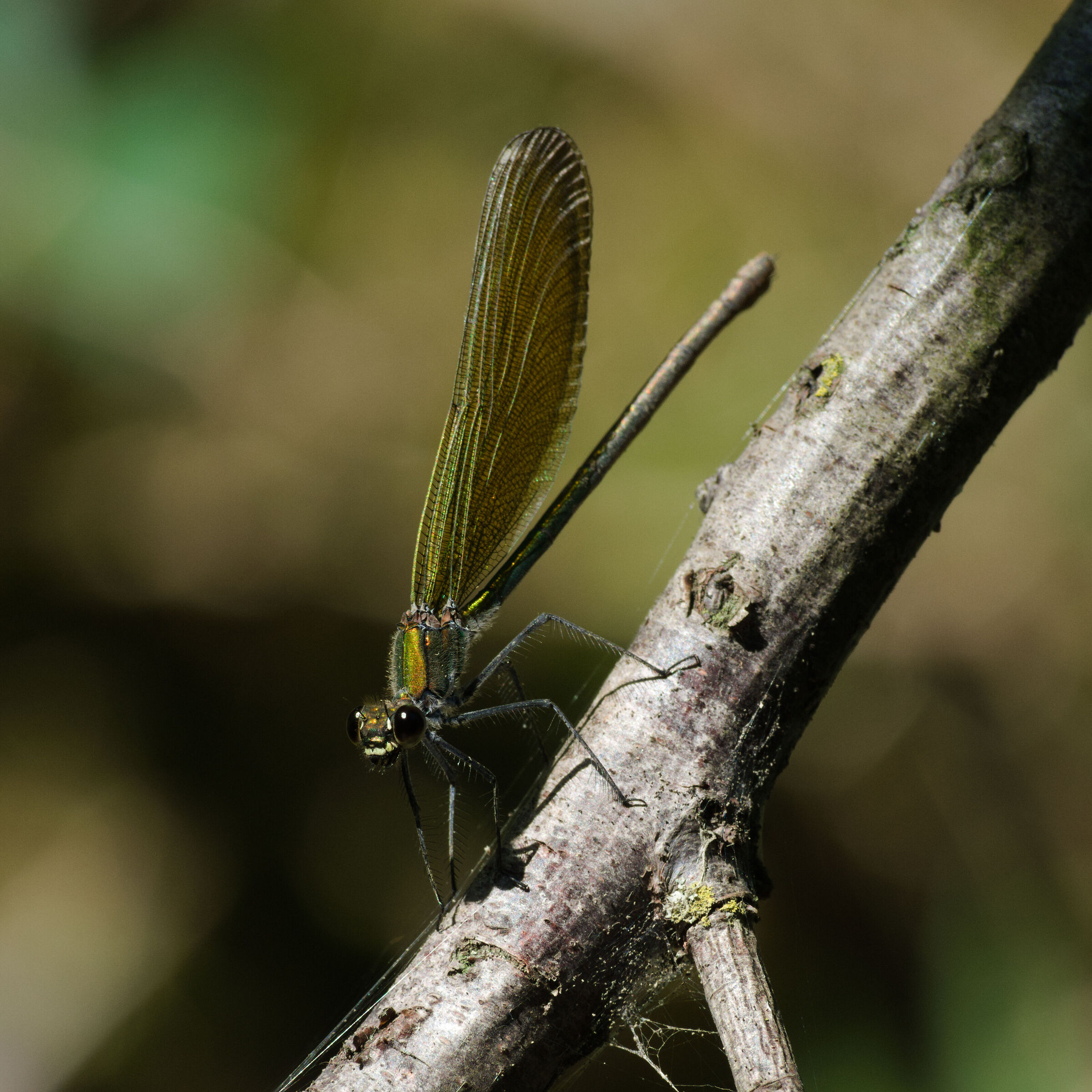Calopteryx Virgo (Femmina). 11/08/25.