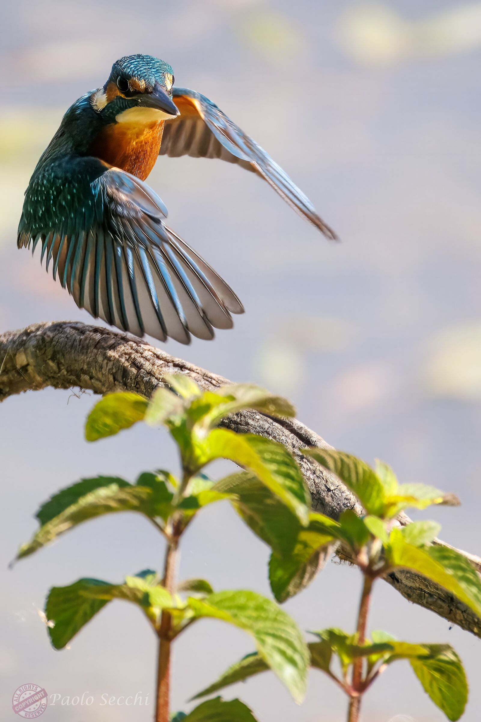 Oh, who's going to see you again!