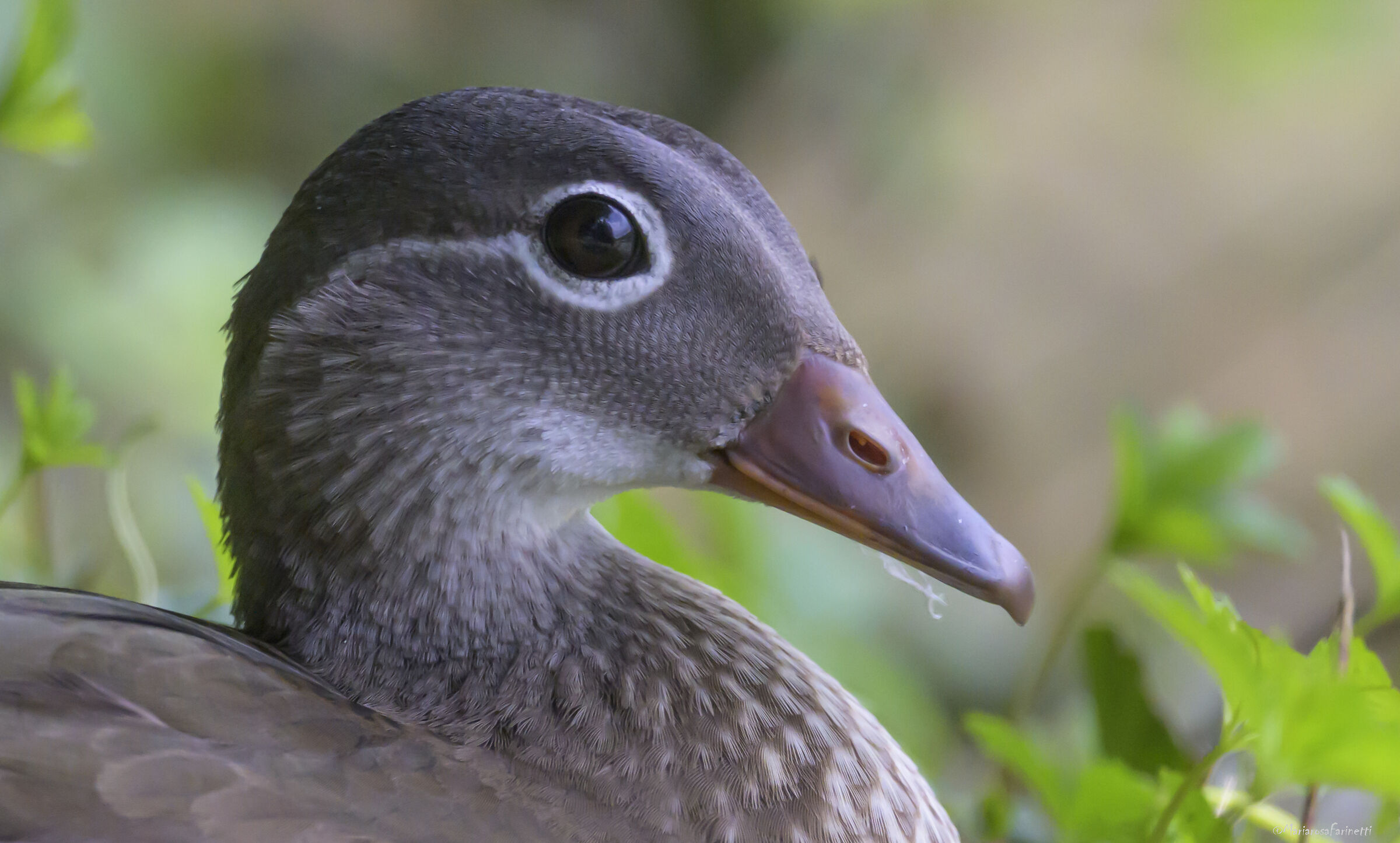 Anatra sposa in crop