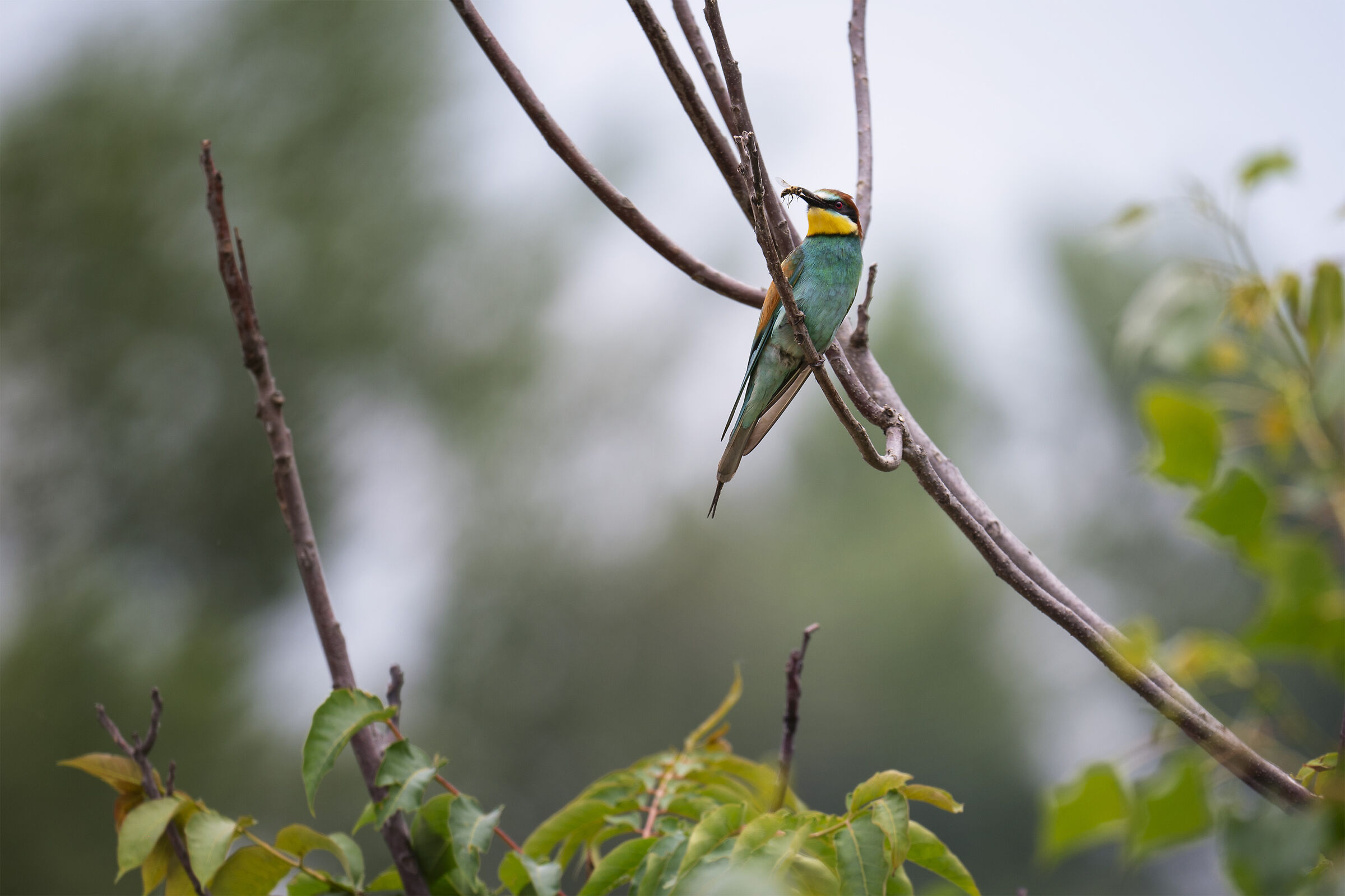 Bee-eater