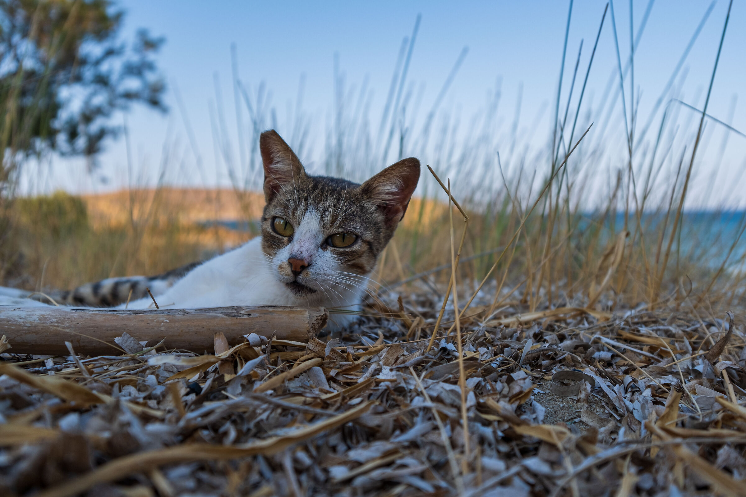 Kitten - Limnos Greece