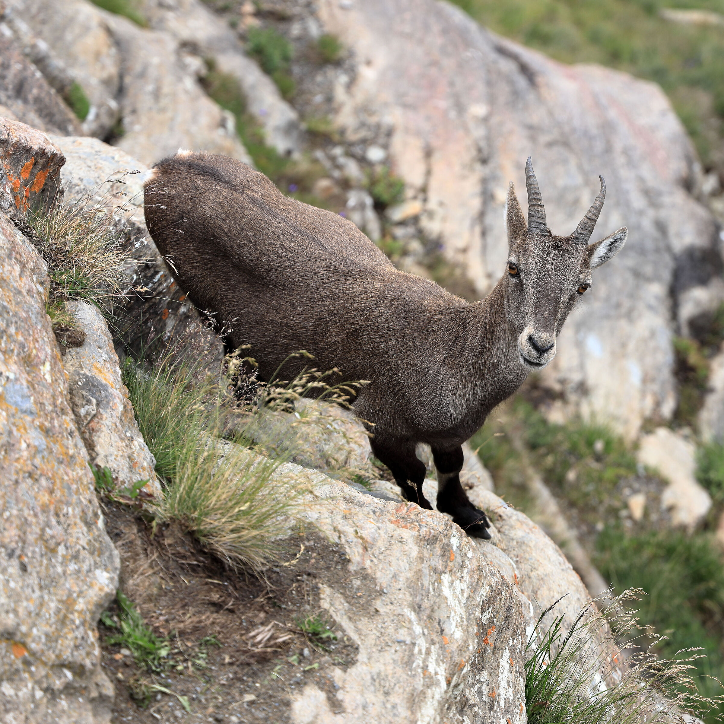 Ibex