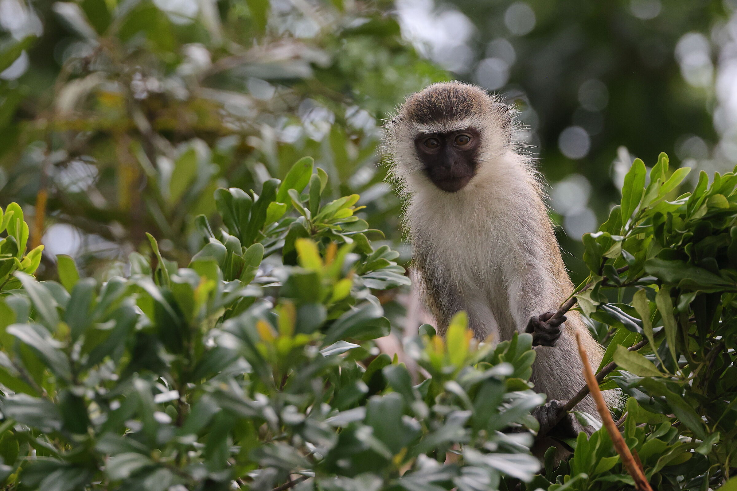 Vervet monkey