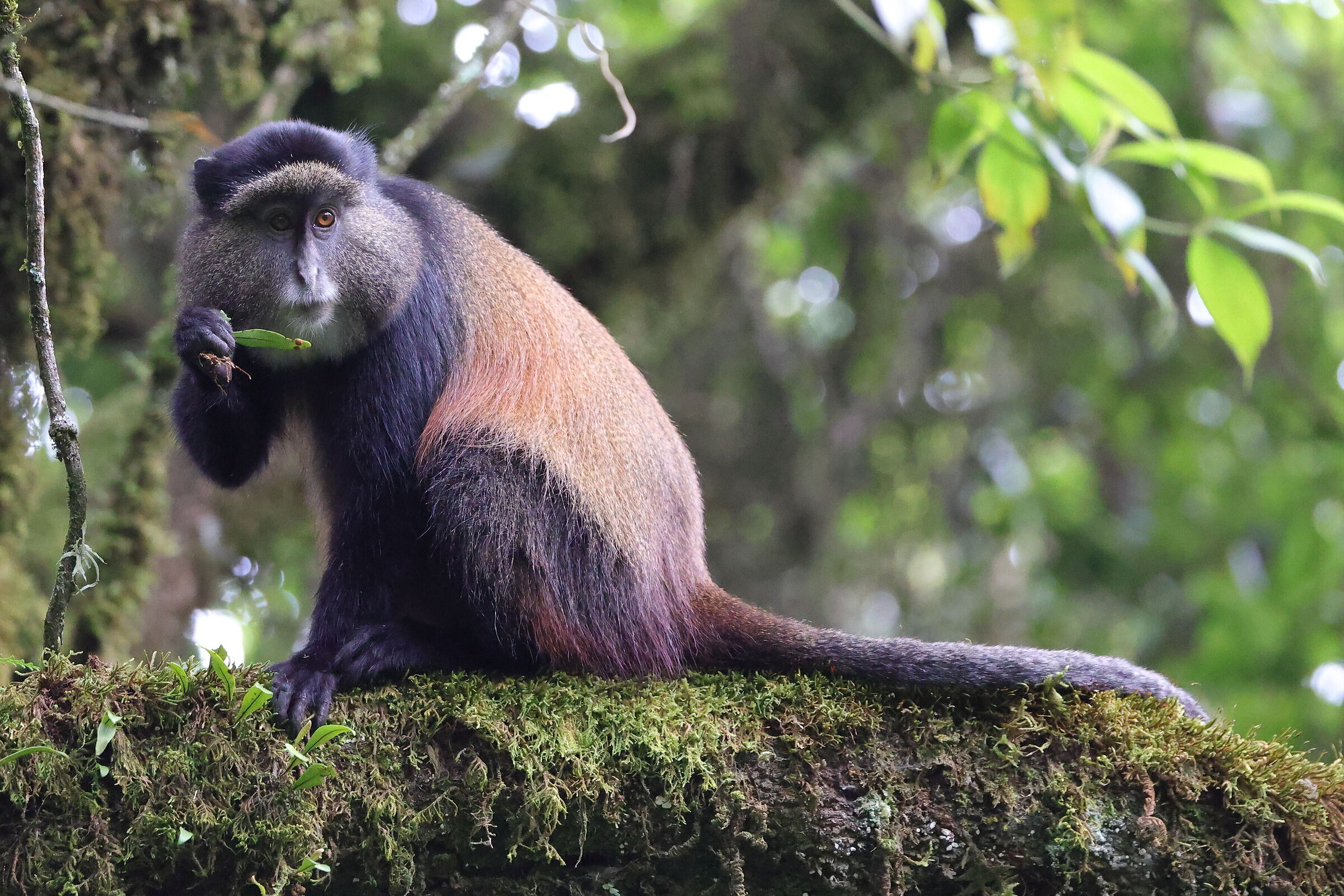 Golden monkey