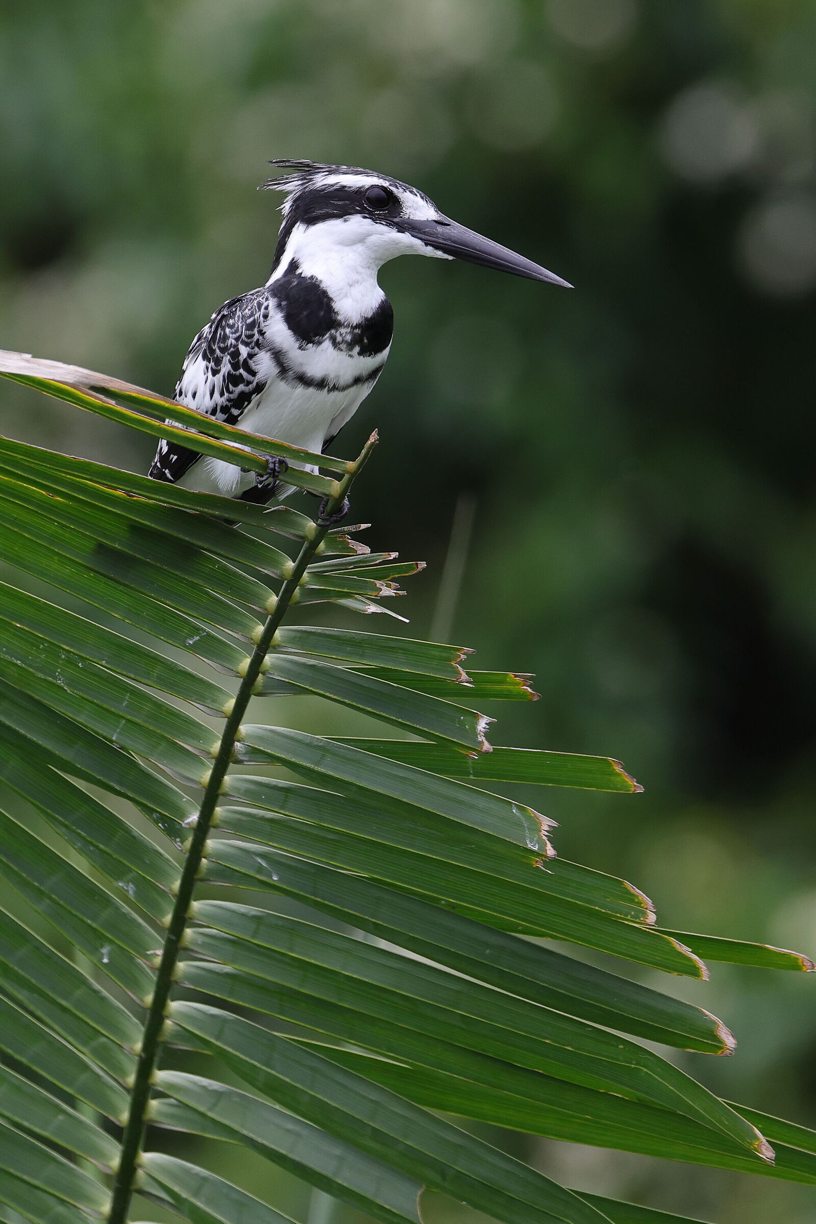 Martin pescatore bianco e nero - pied kingfisher