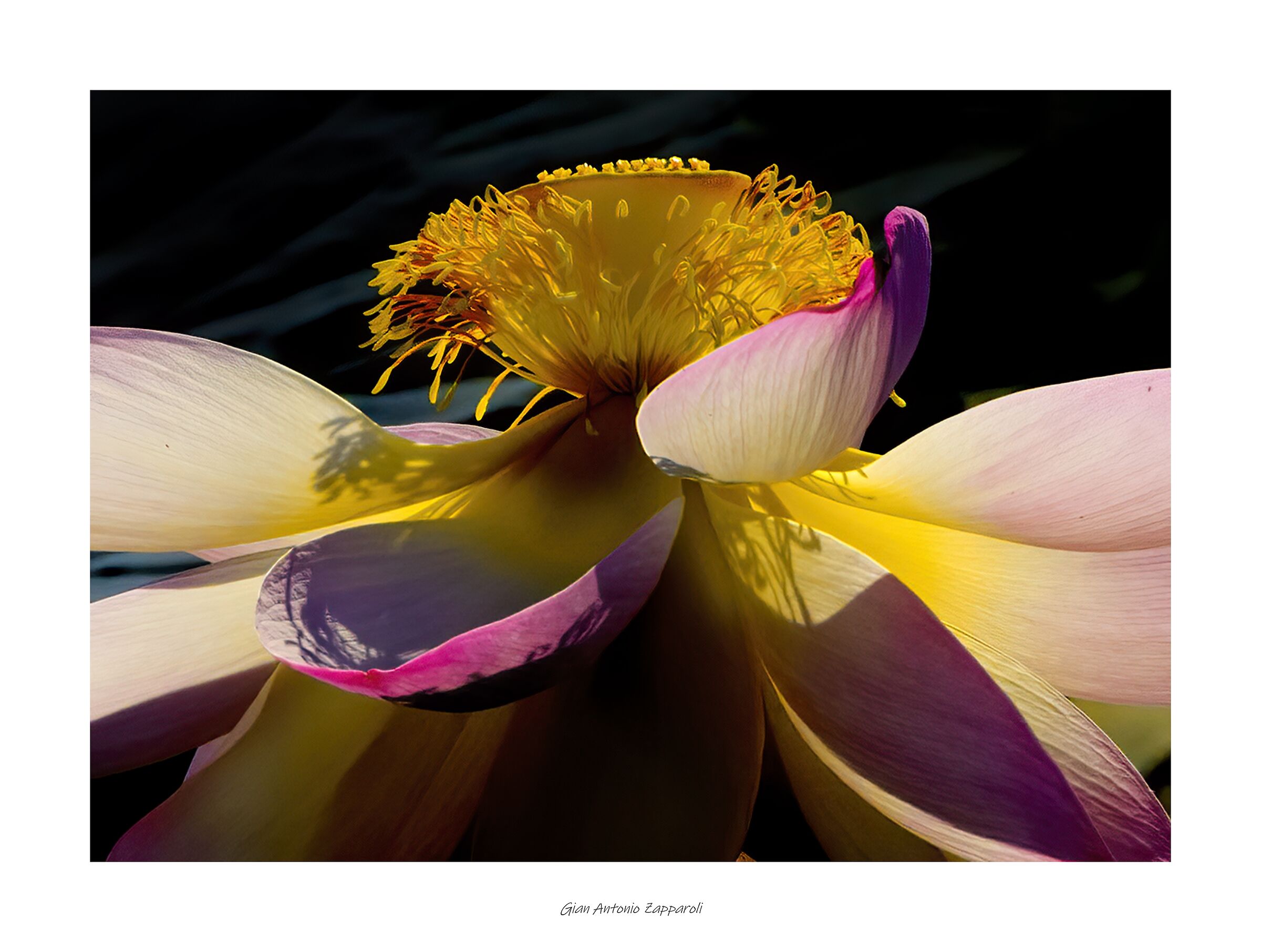 Fiore di Loto (Nelumbo nucifera)