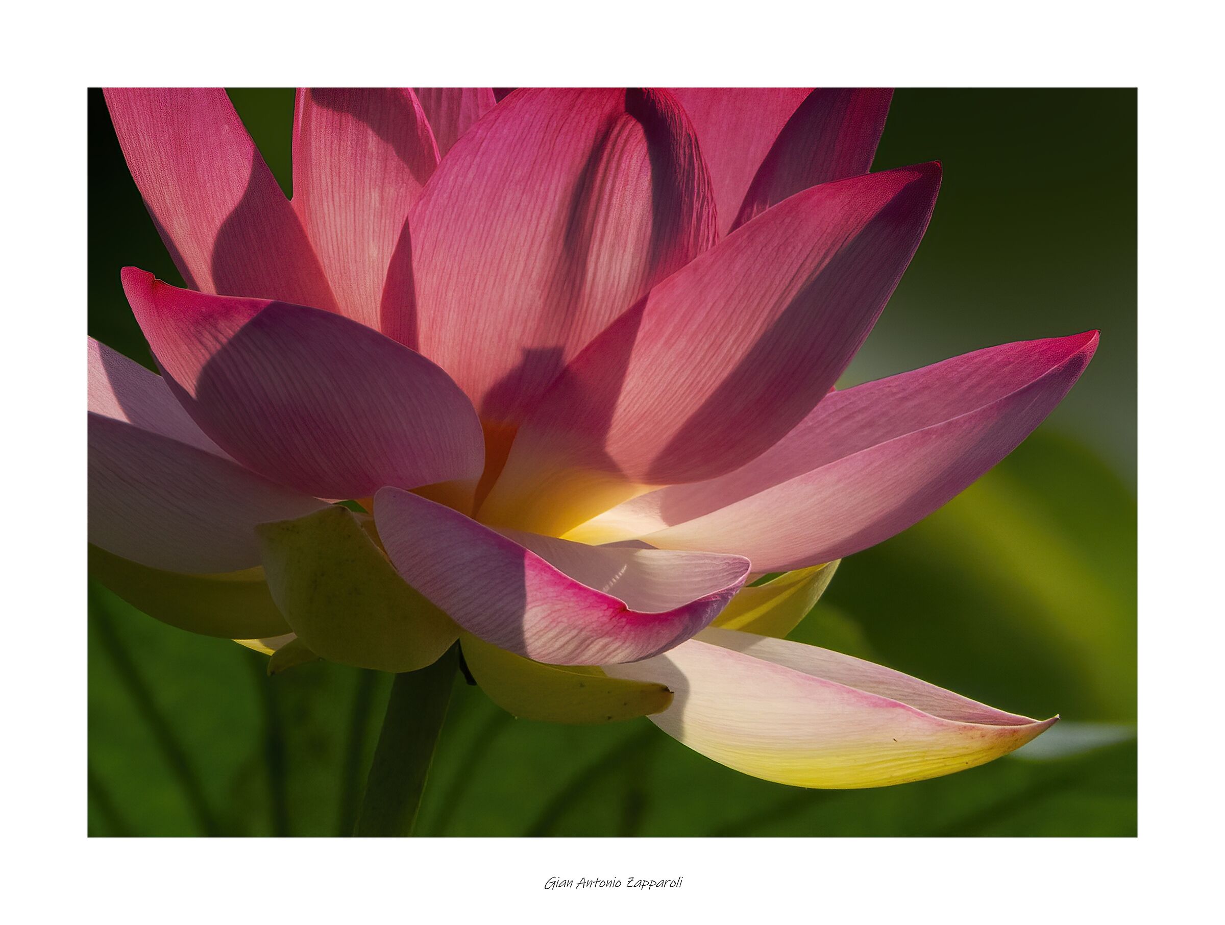 Fiore di Loto (Nelumbo nucifera)