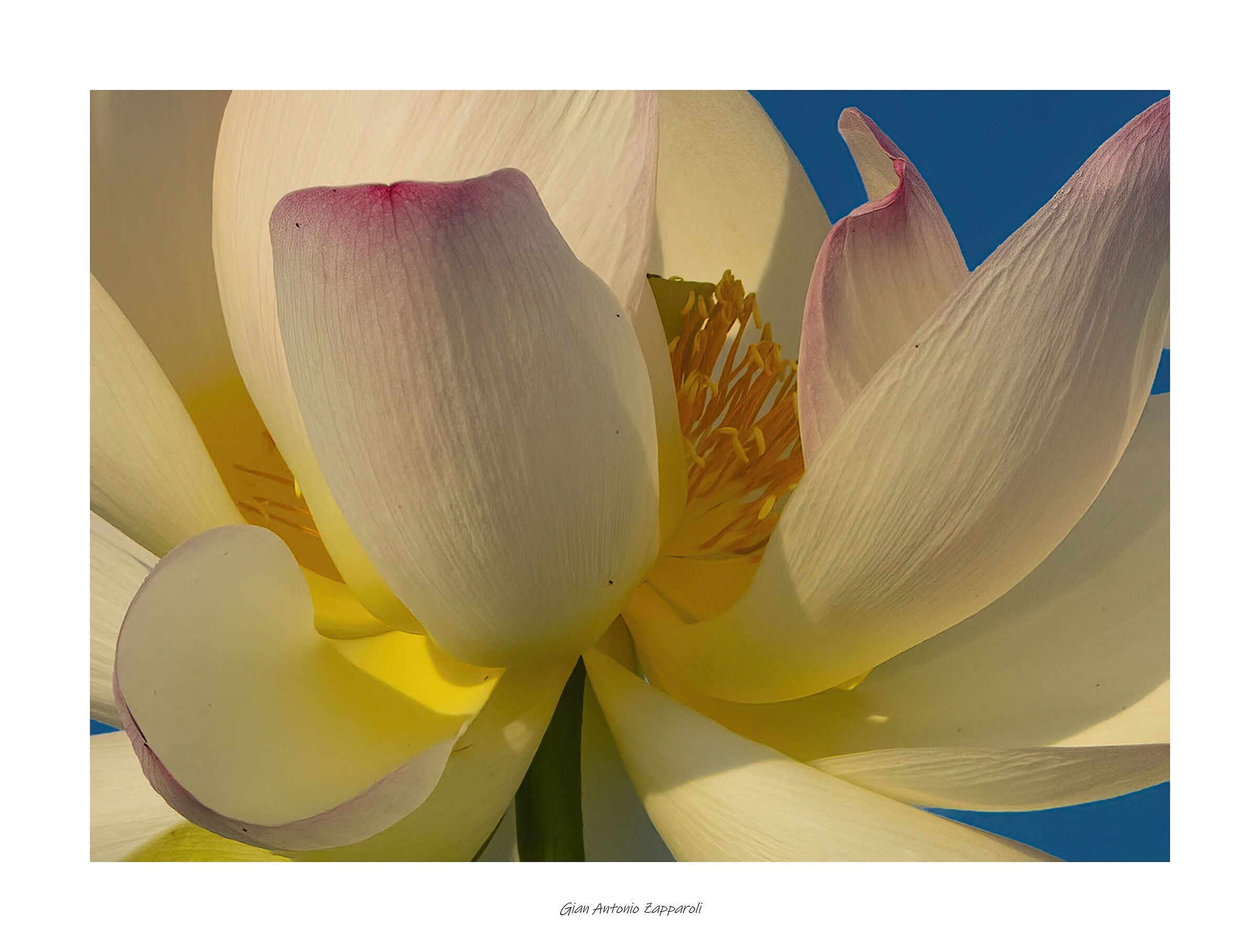 Fiore di Loto (Nelumbo nucifera)