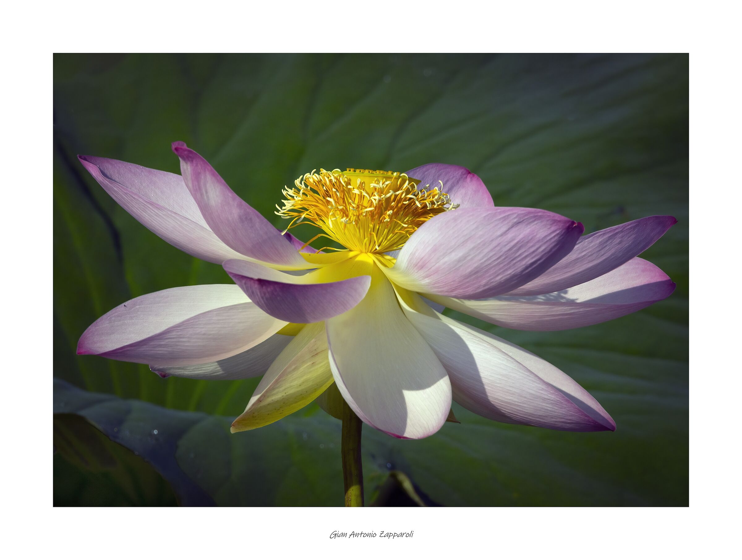 Fiore di Loto (Nelumbo nucifera)