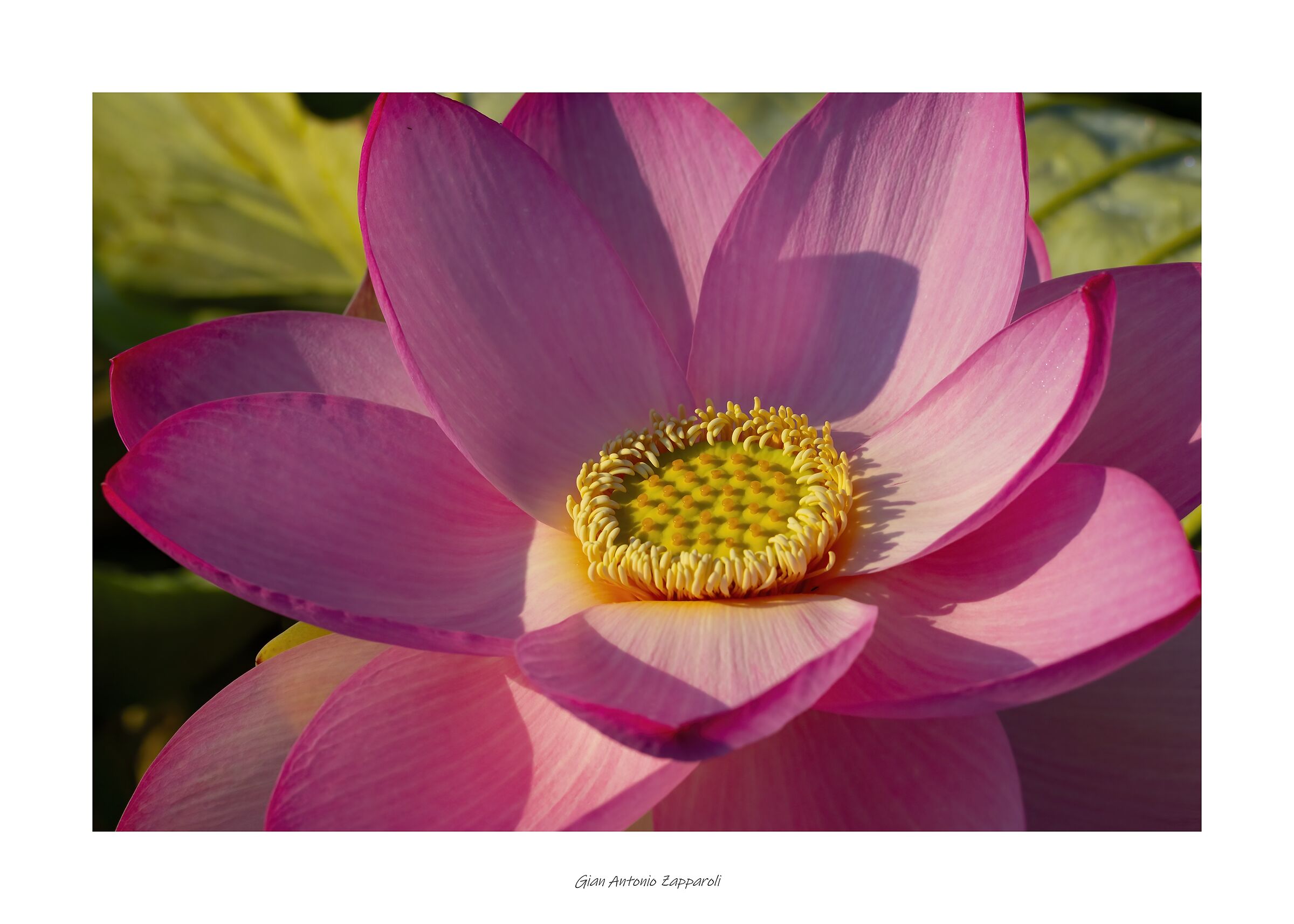 Fiore di Loto (Nelumbo nucifera)