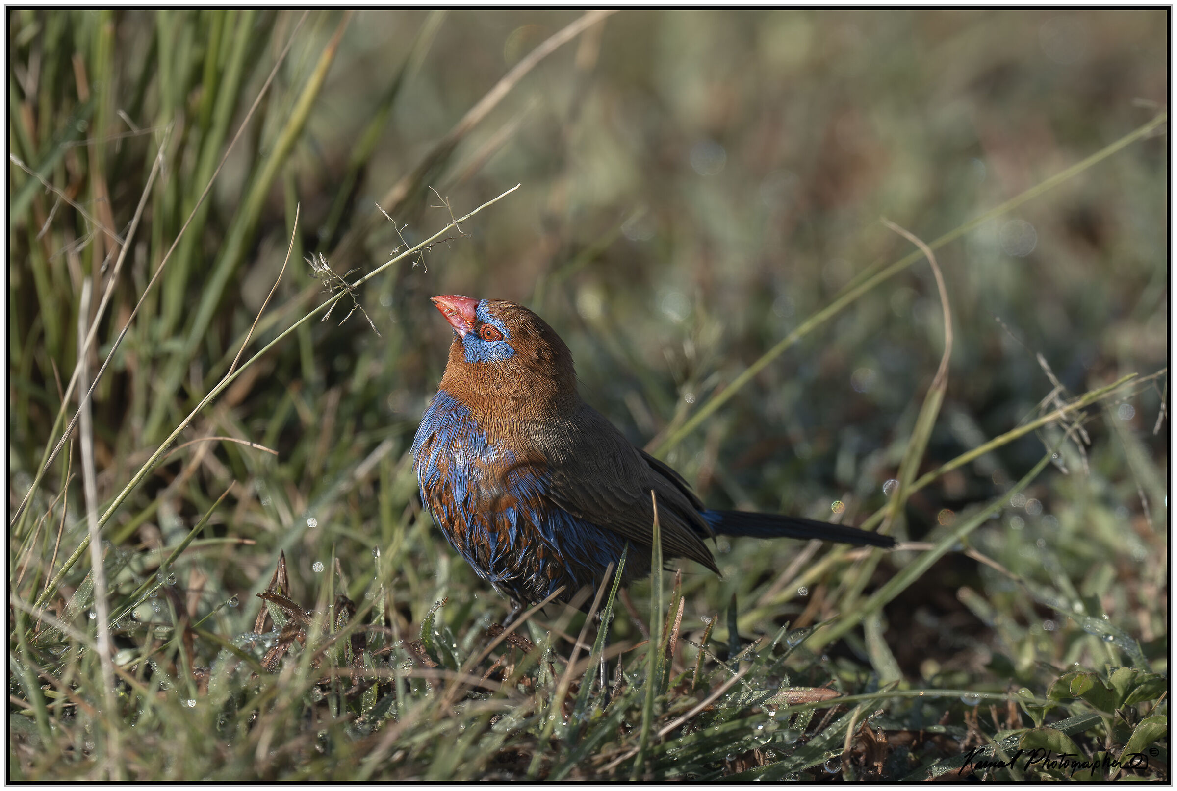 Purplish grenadine (Uraeginthus ianthinogaster)