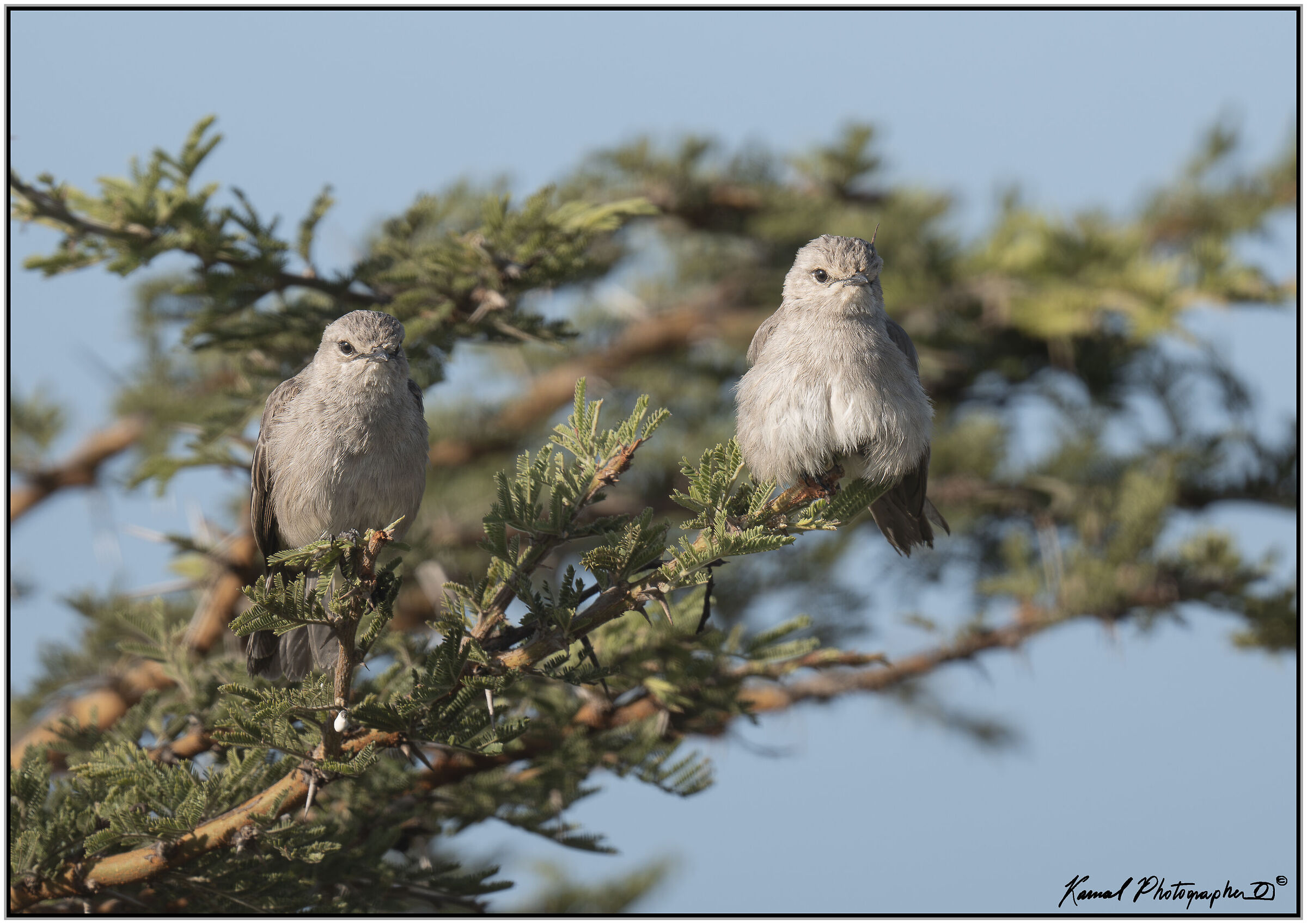 African Grey Flycatcher (Melaenornis microrhynchus)