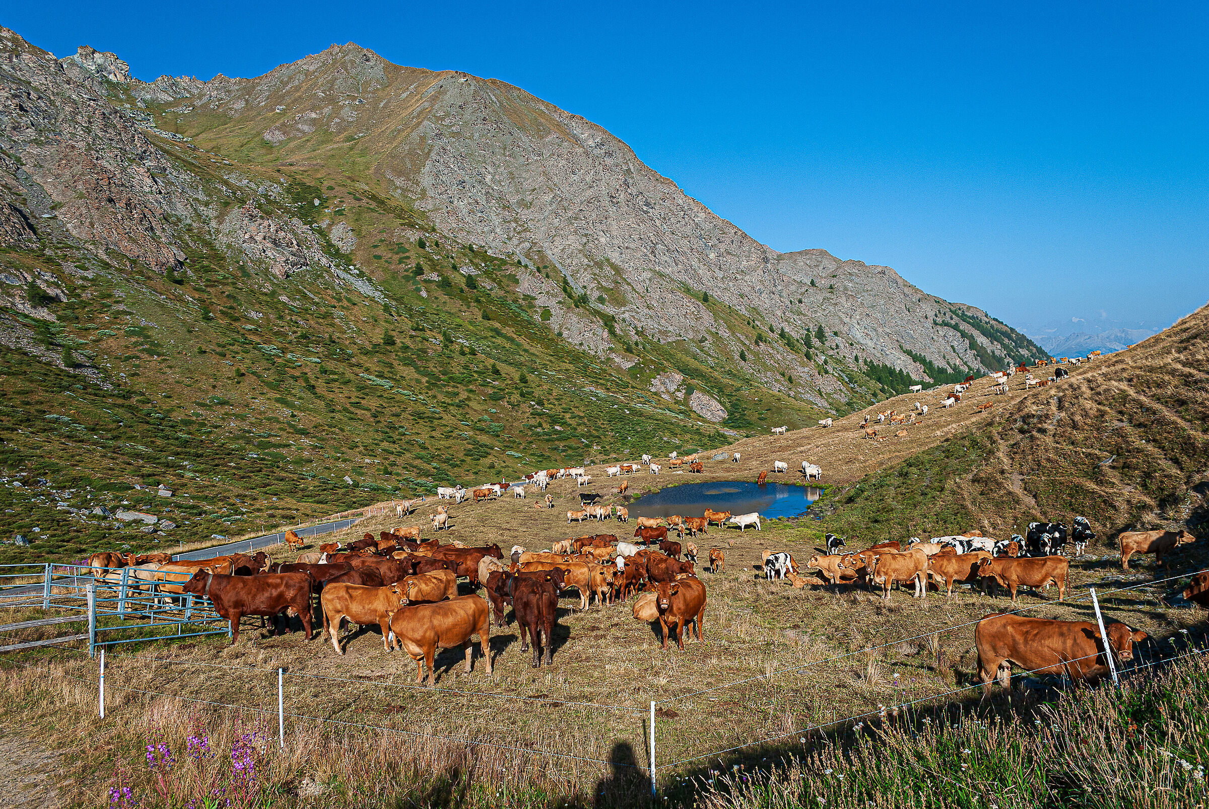 Pascolo nel Queyras