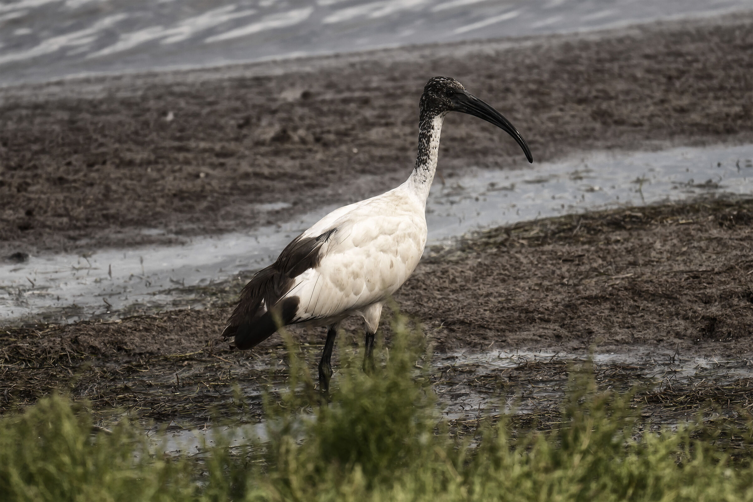 Sacred Ibis