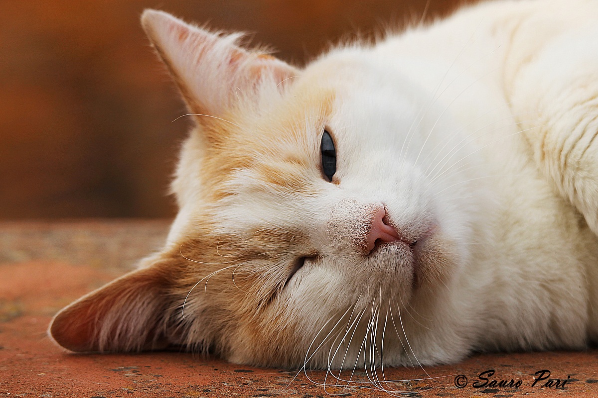 do not wake the sleeping cat ....