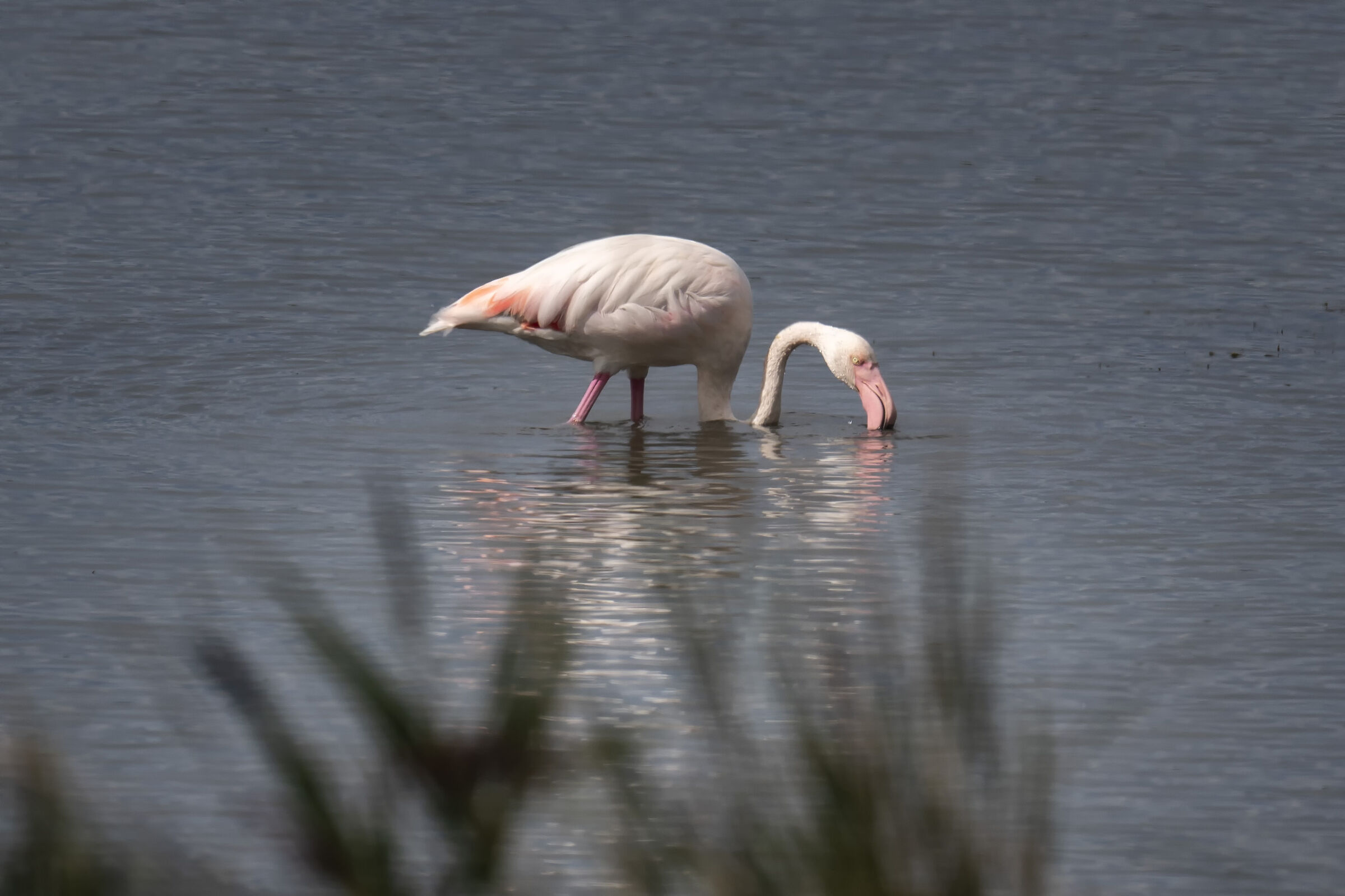 Pink flamingo