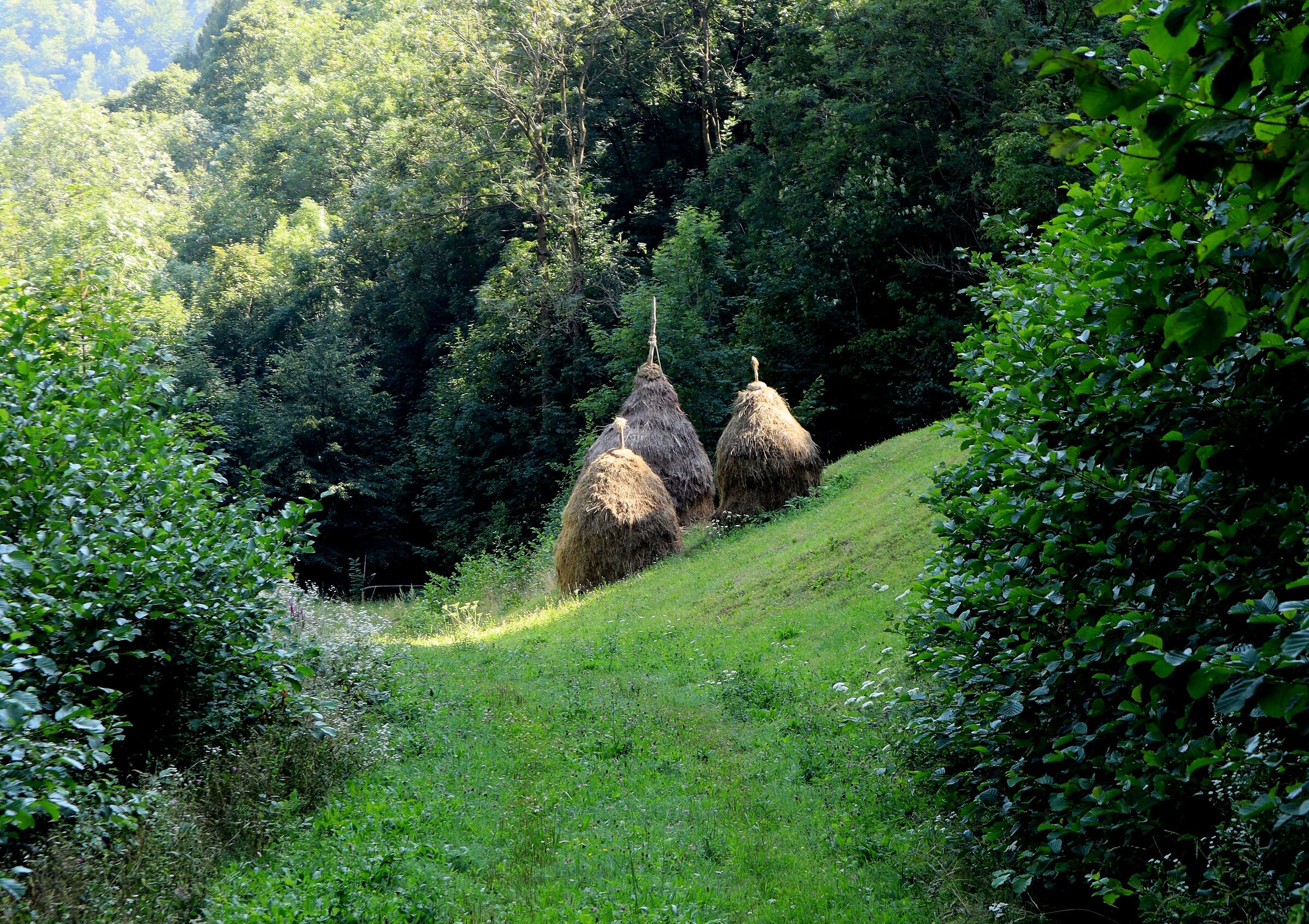 Raccolta Fieno