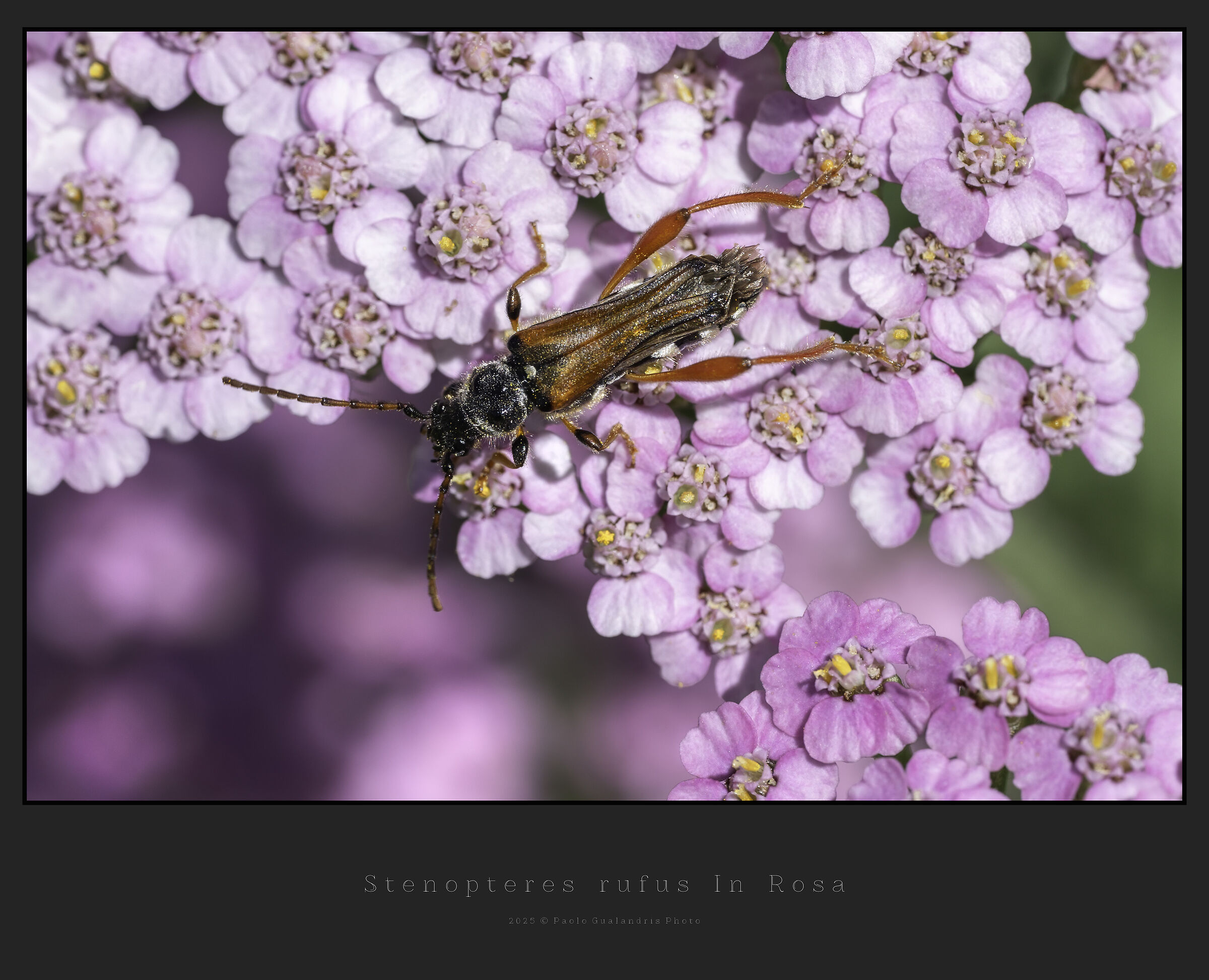 Stenopterus rufus In Rosa