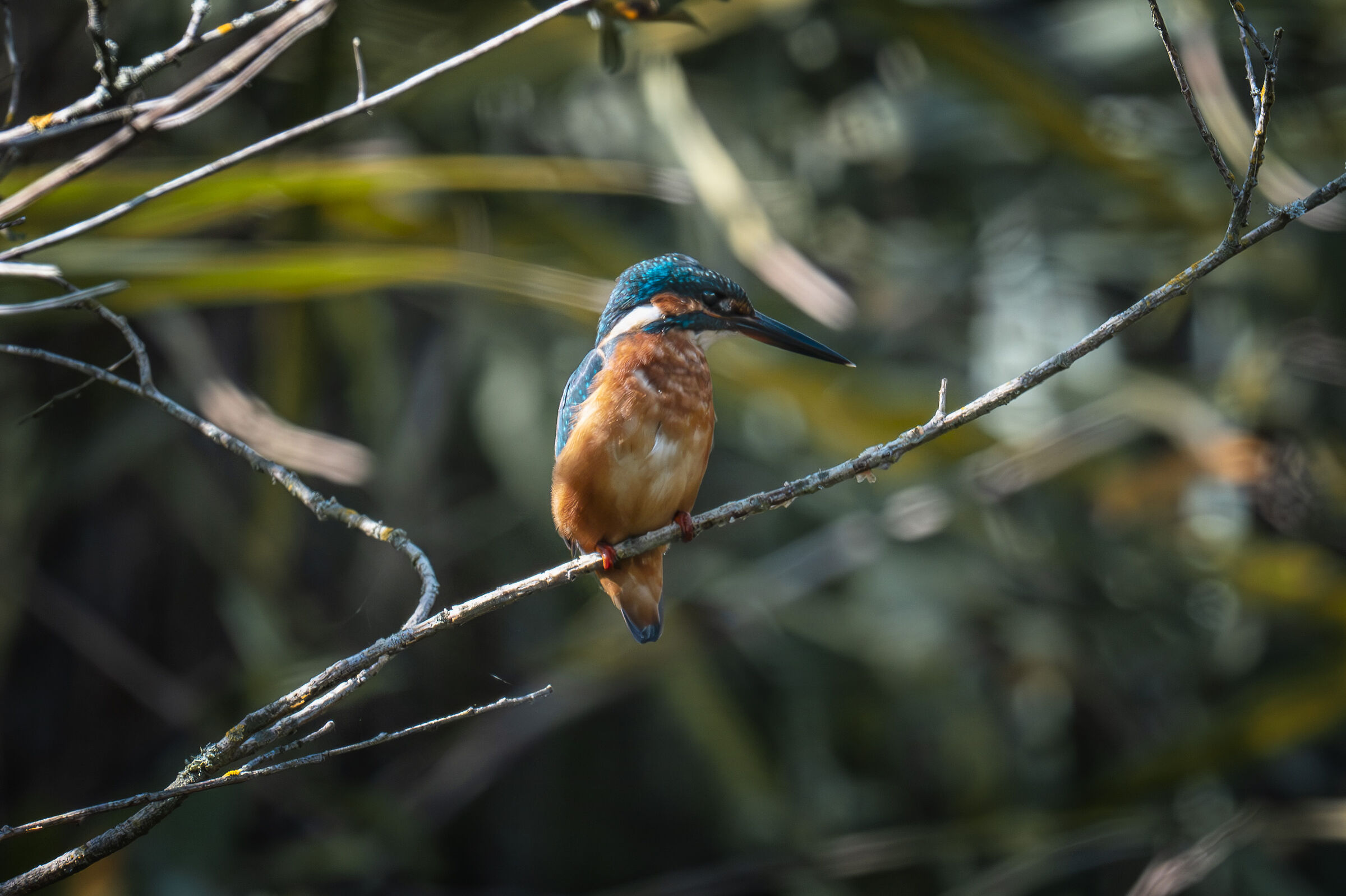 Kingfisher