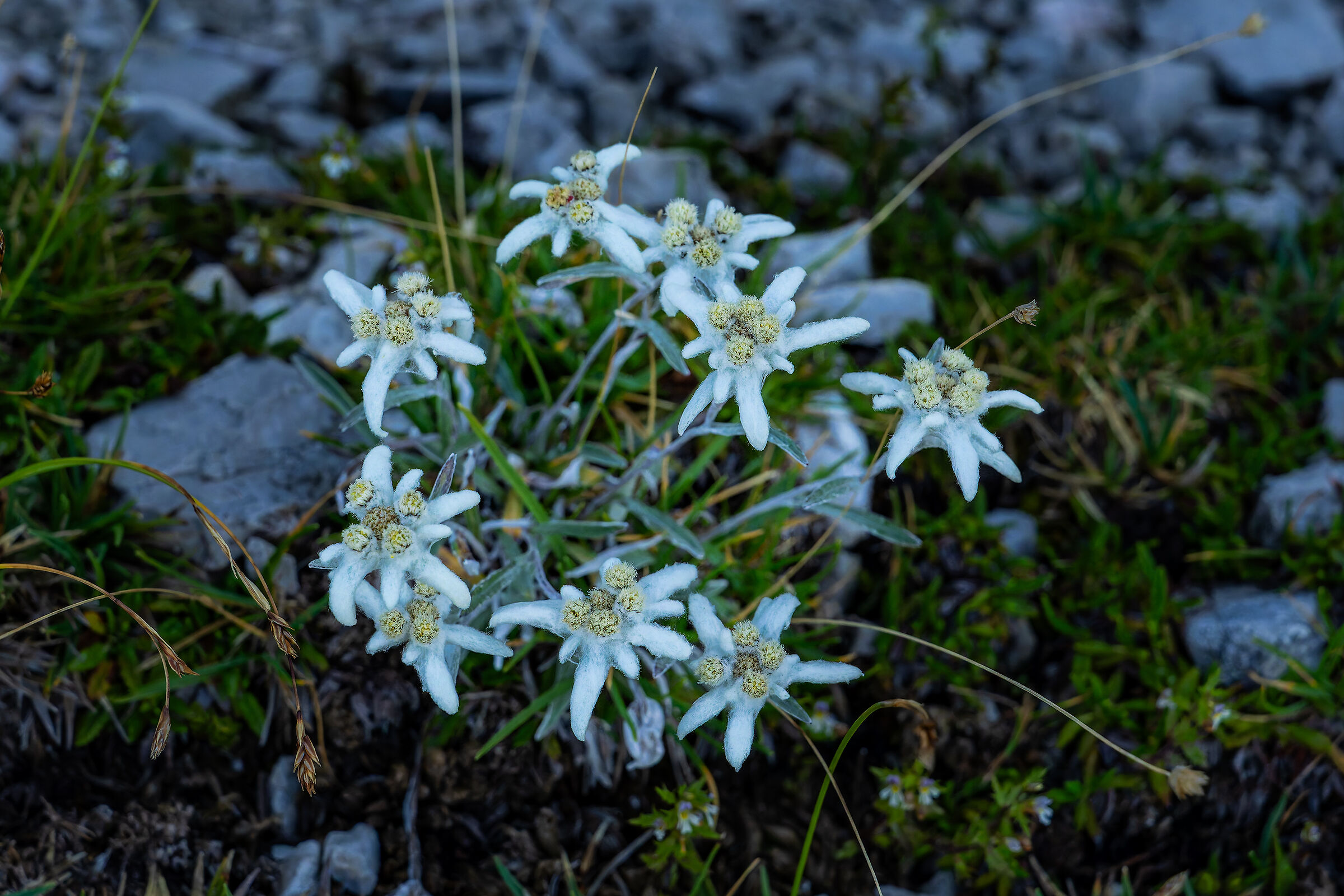 Edelweiss