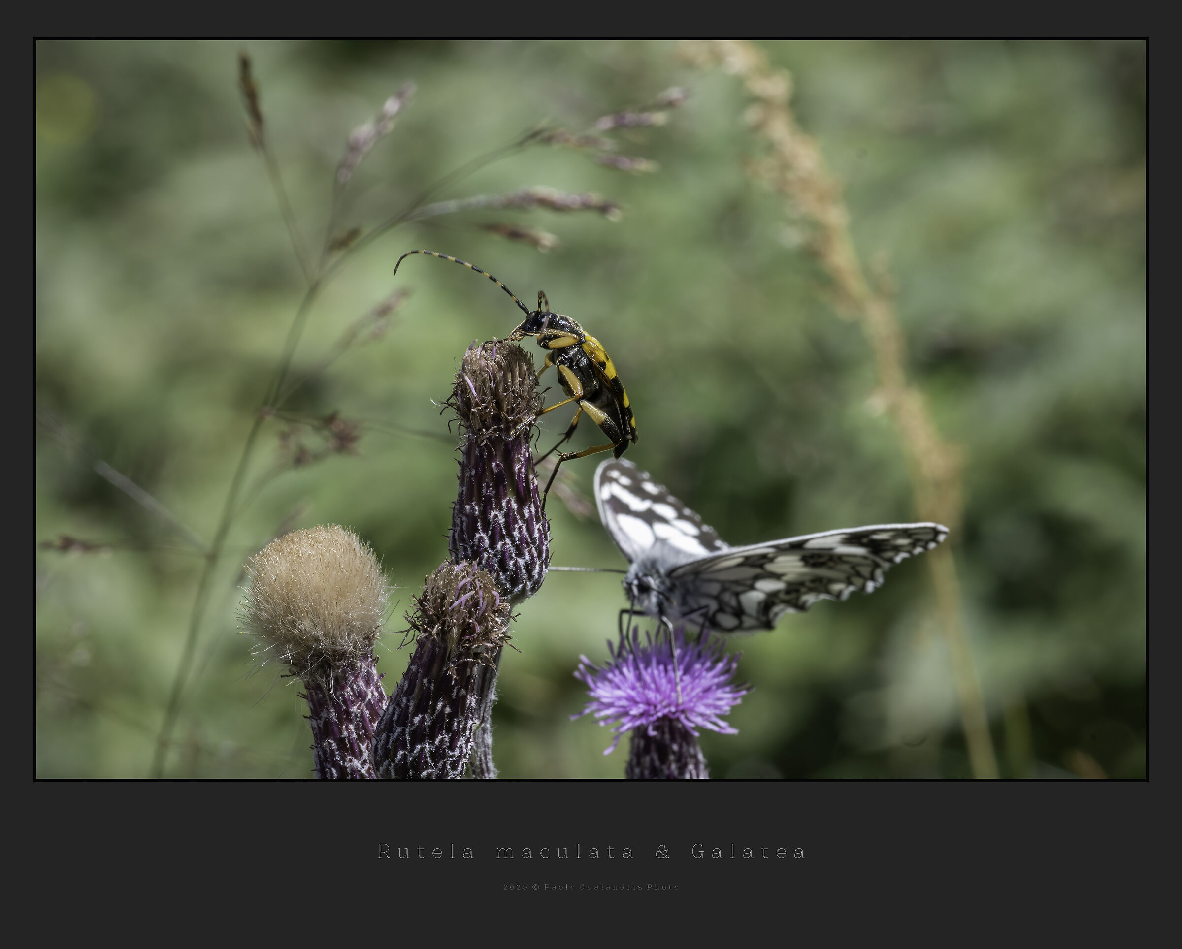 Rutpela maculata & Galatea