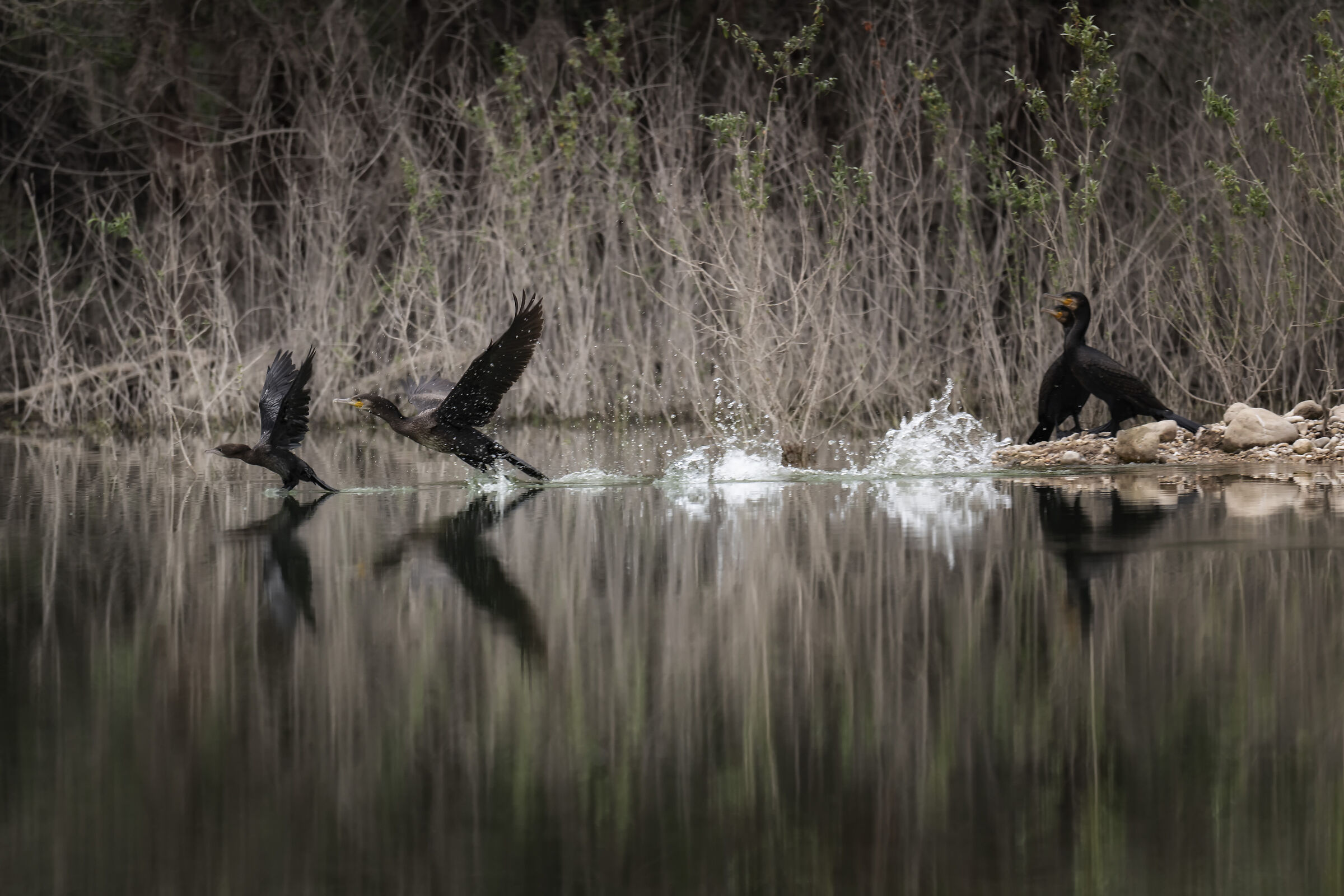 Cormorants