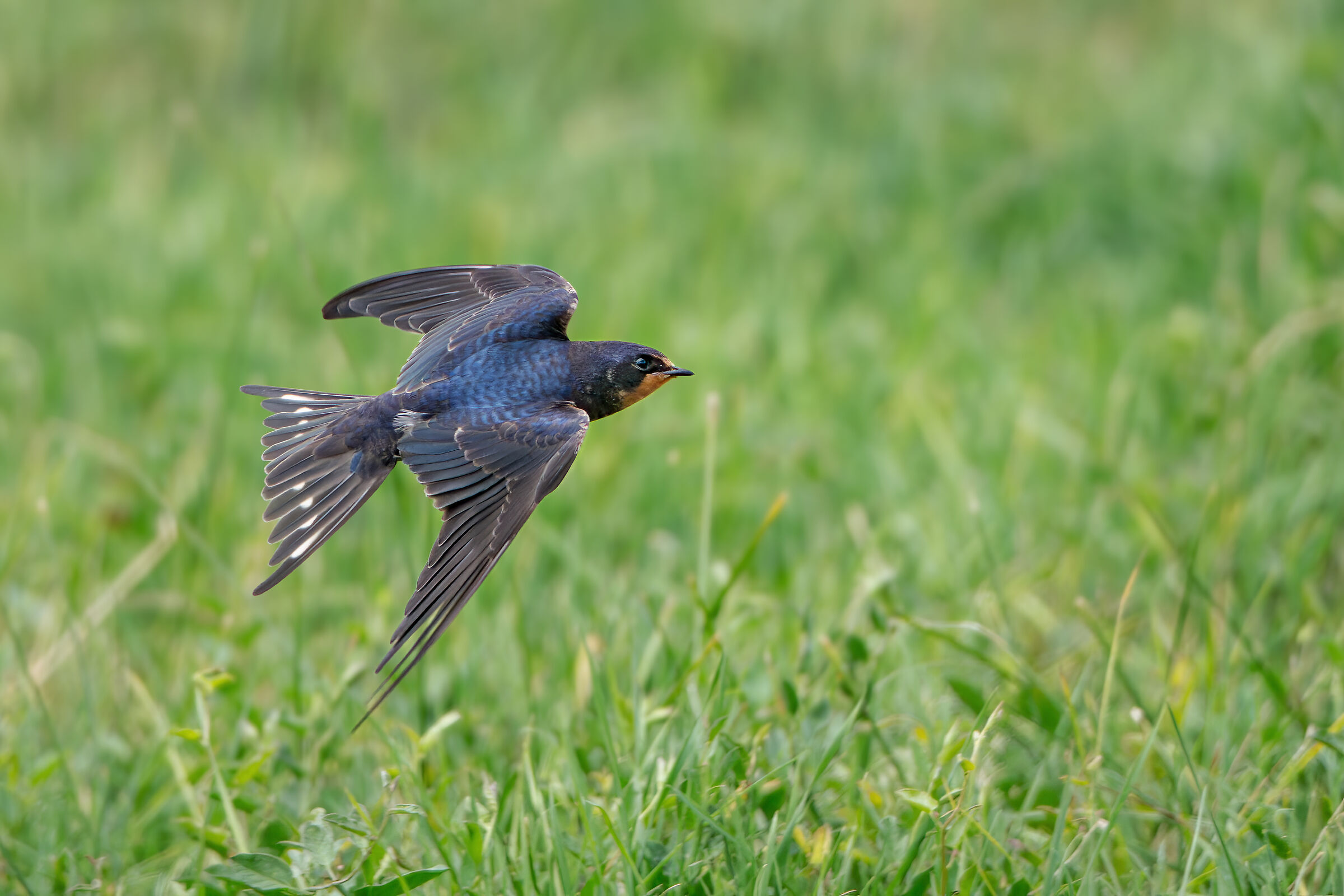 Swallow