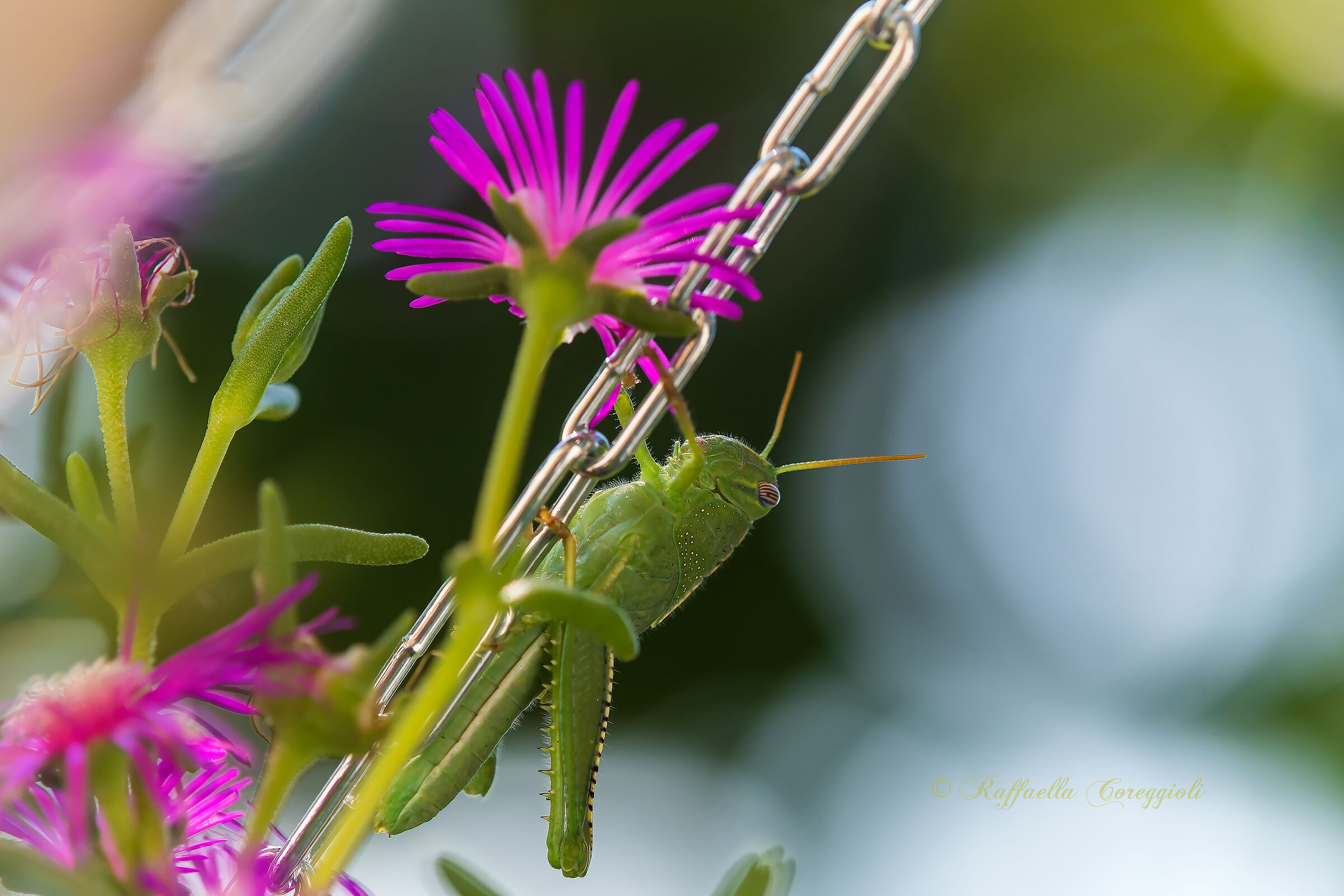 Anacridium aegyptium