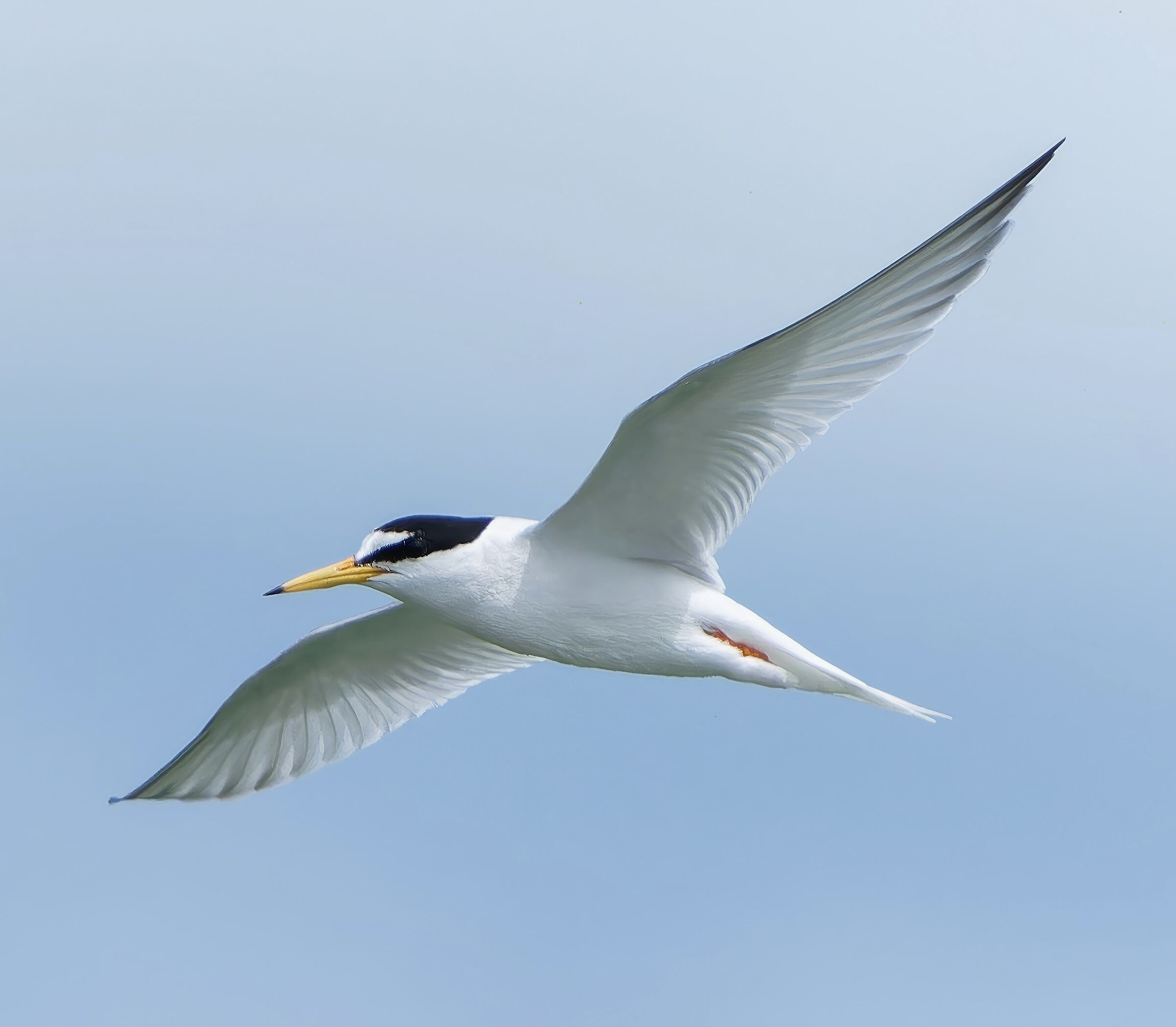 Little tern