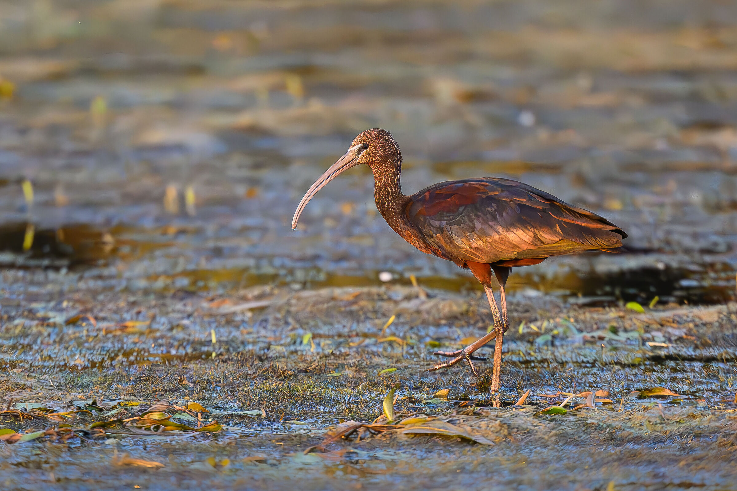 Glossy ibis