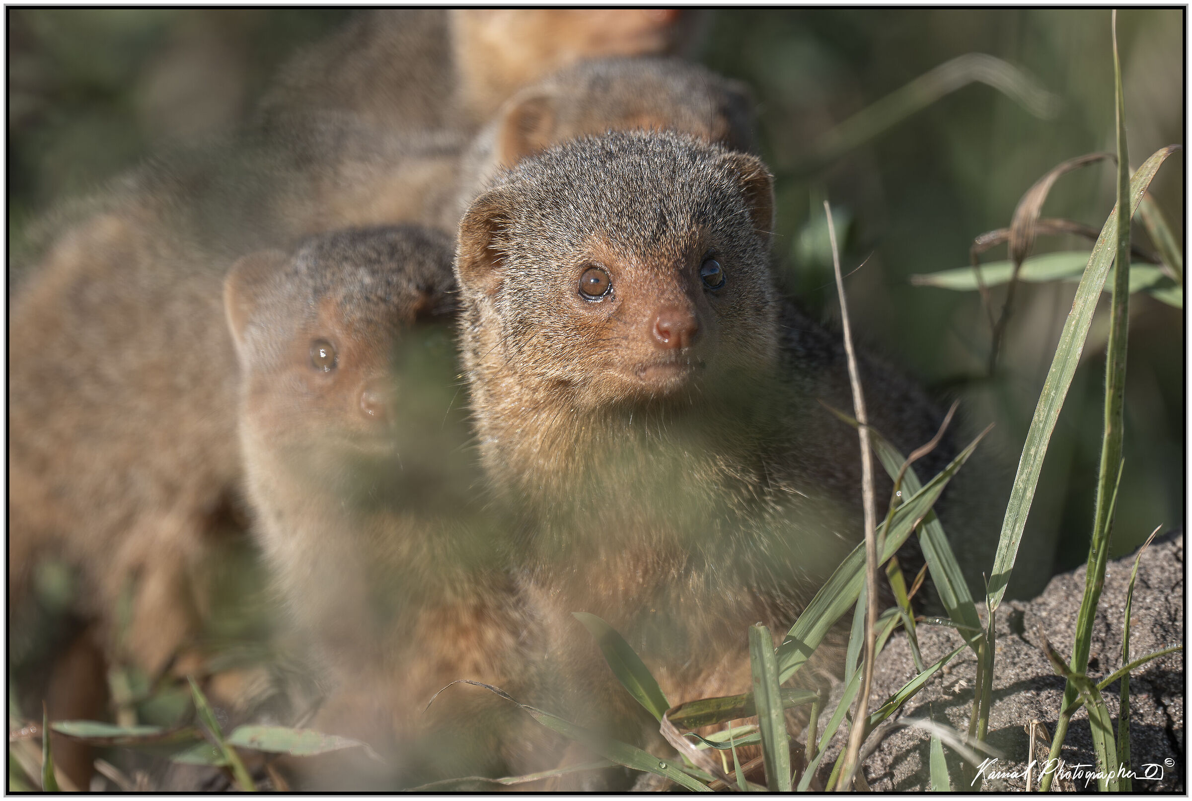 Common dwarf mongoose (Helogale parvula)