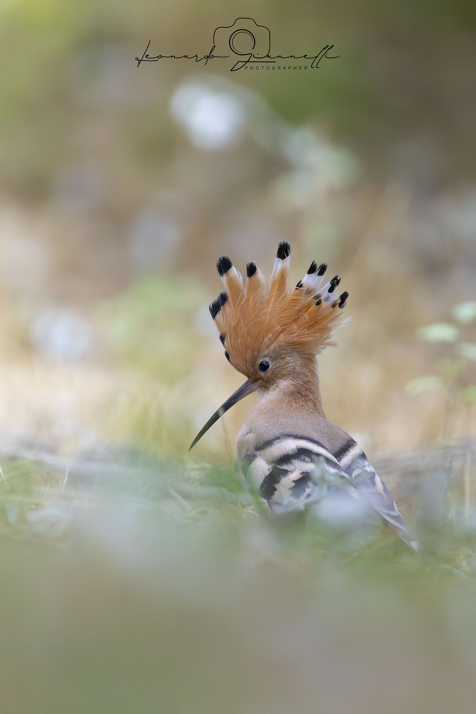 Eurasian Hoopoe (Upupa epops)