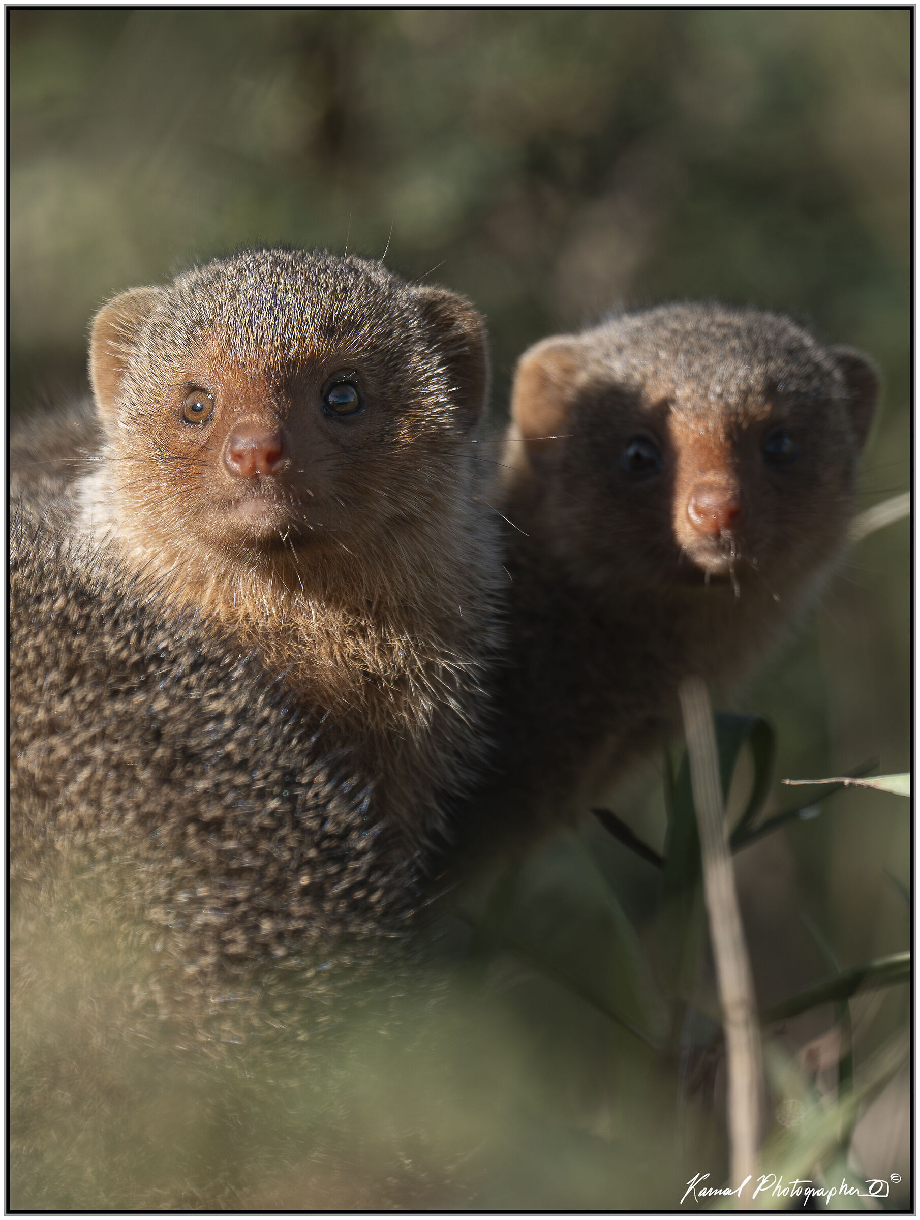 Common dwarf mongoose (Helogale parvula)