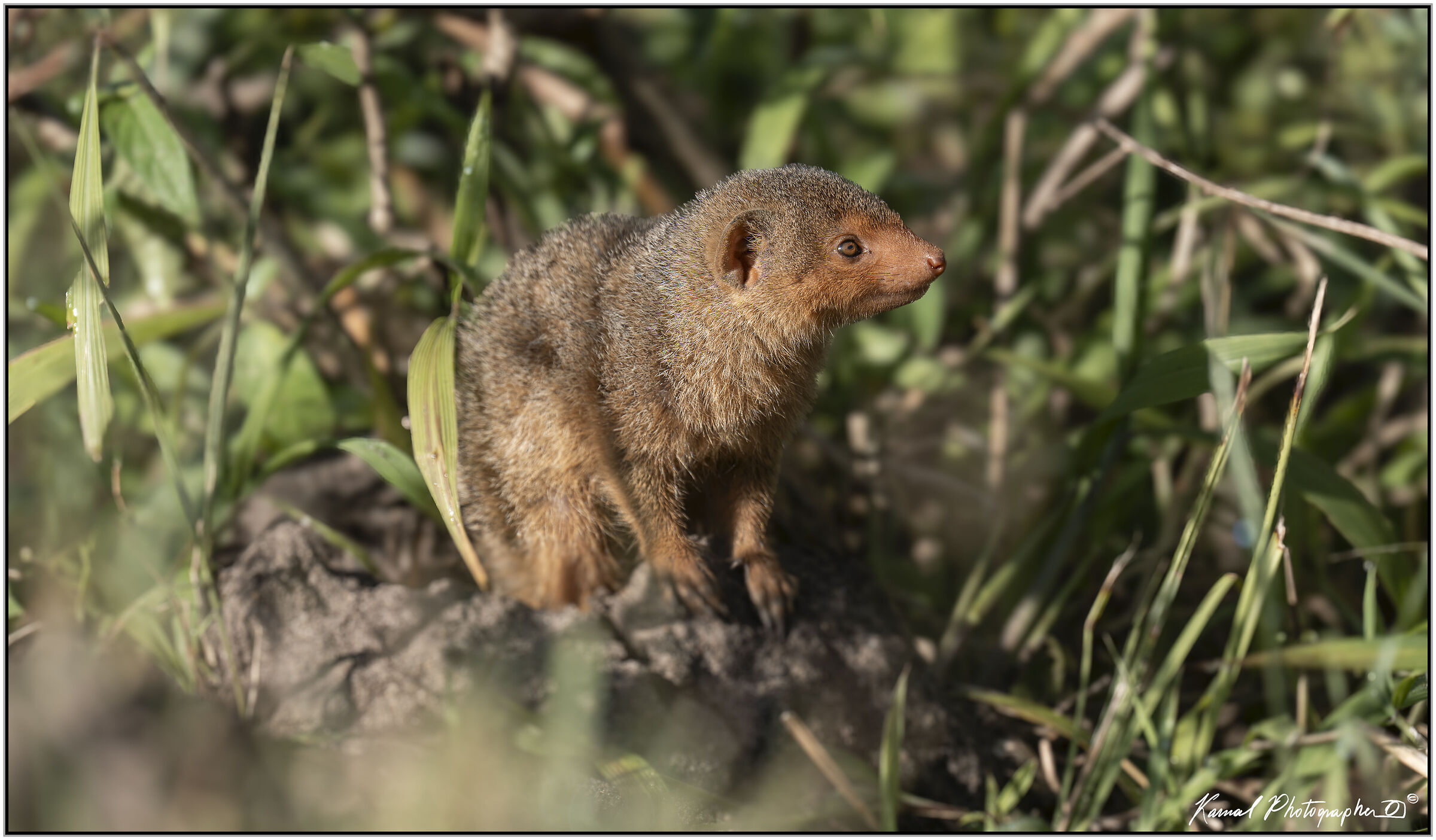 Common dwarf mongoose (Helogale parvula)
