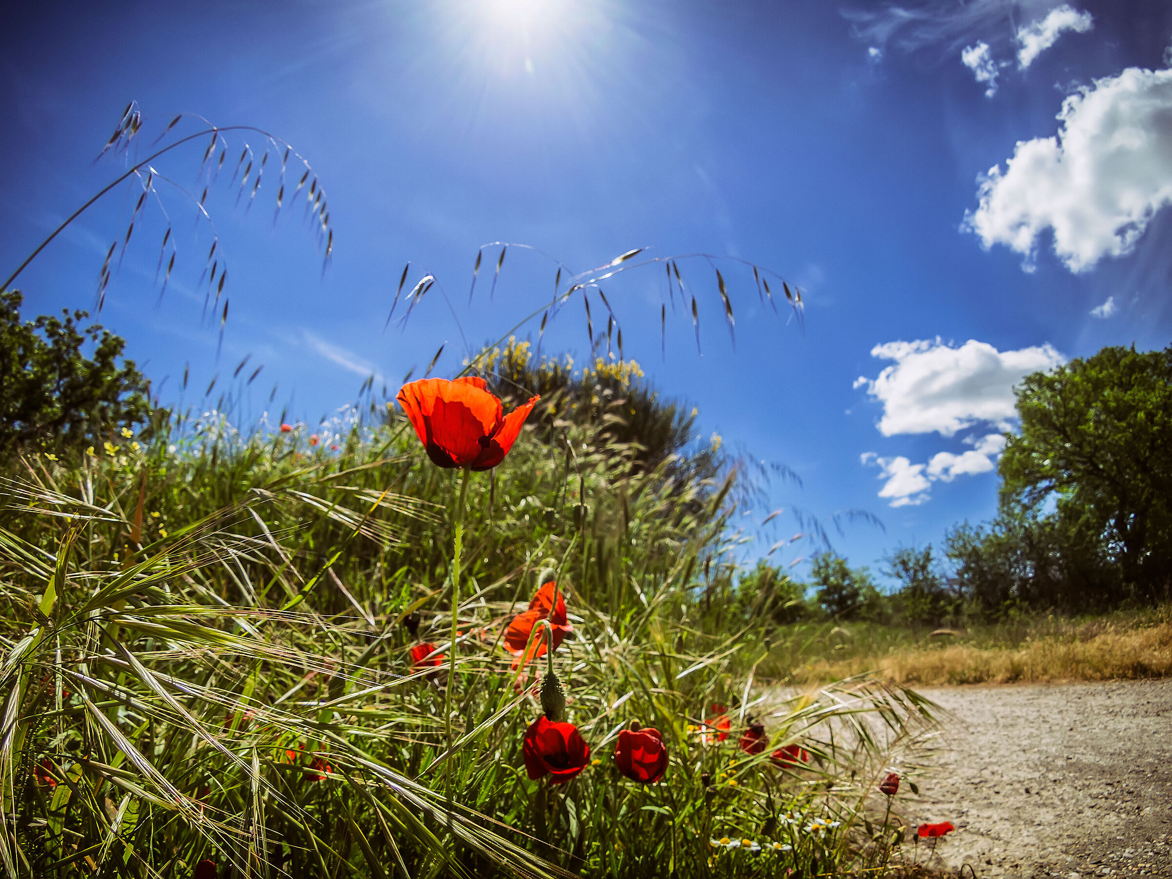 My Countryside n° 54