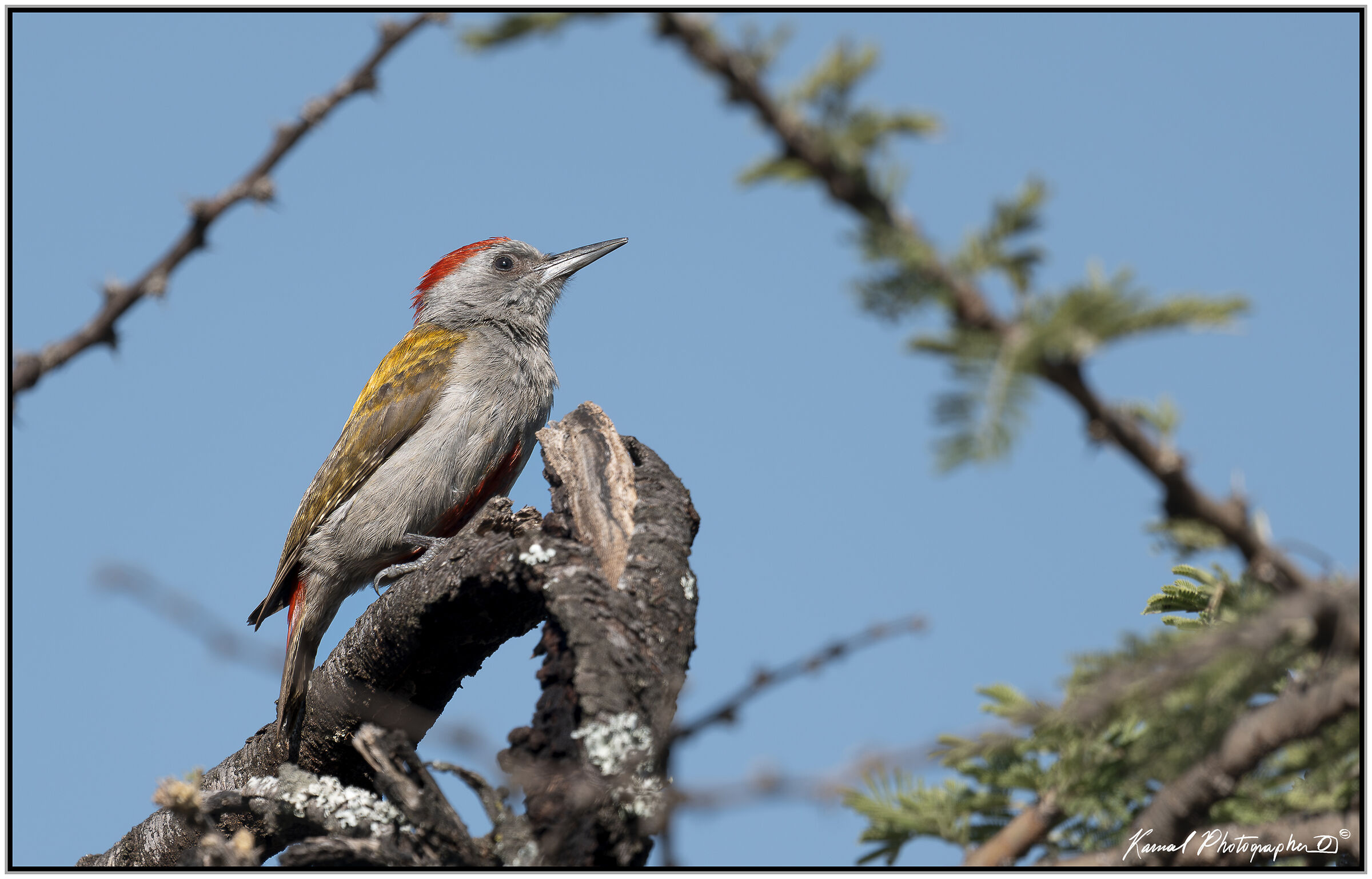 African grey woodpecker (Dendropicos goertae)