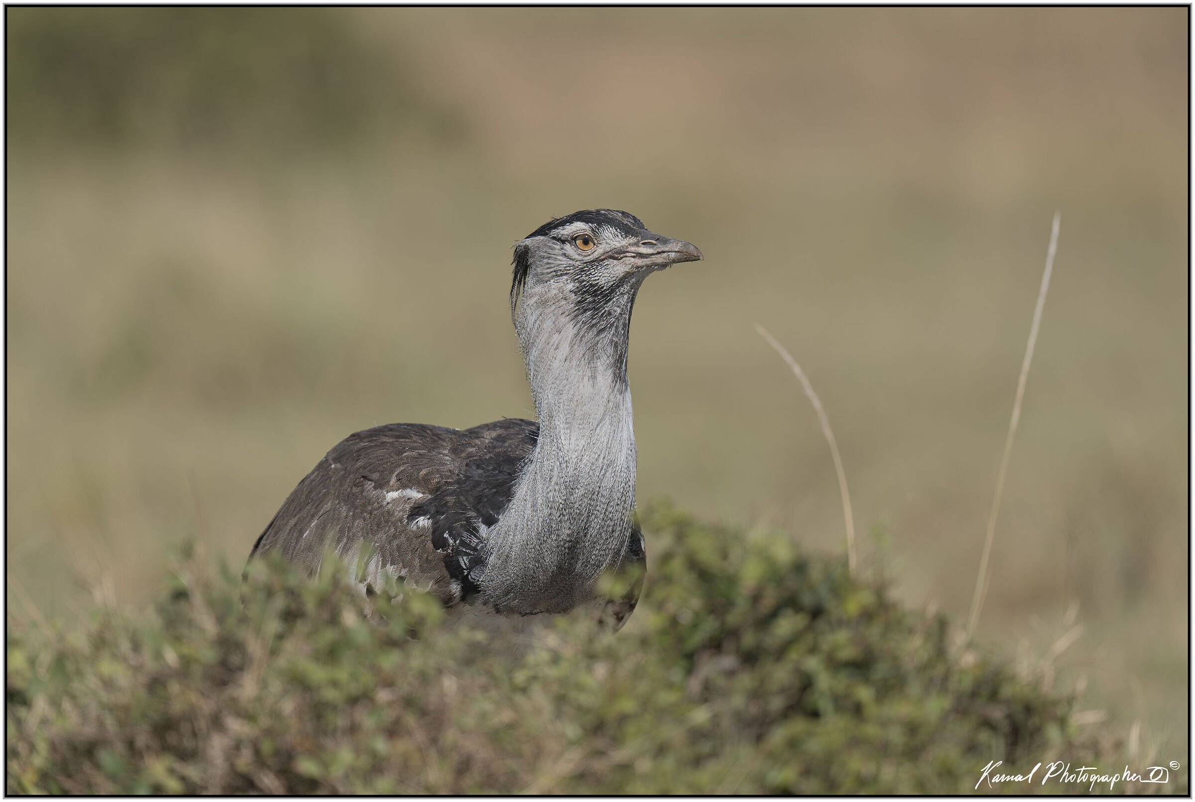 Kori Bustard (Ardeotis kori)