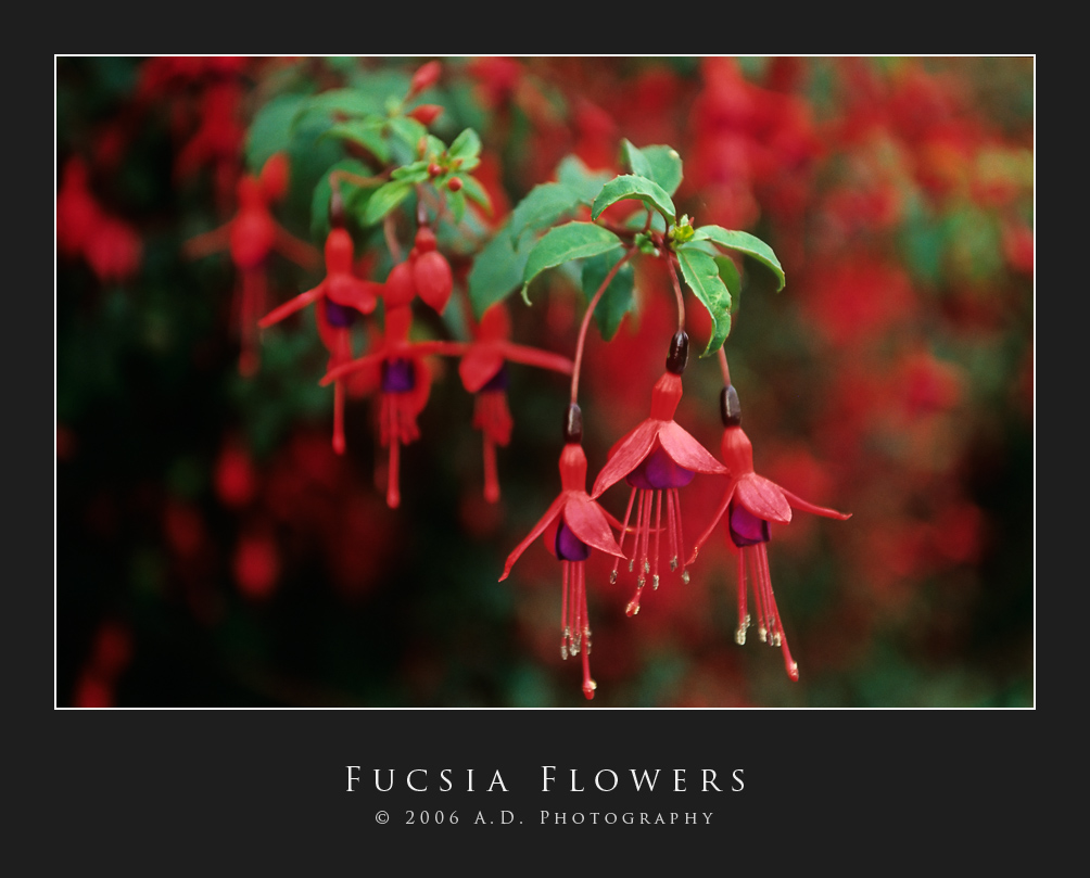 Fuchsia Flowers