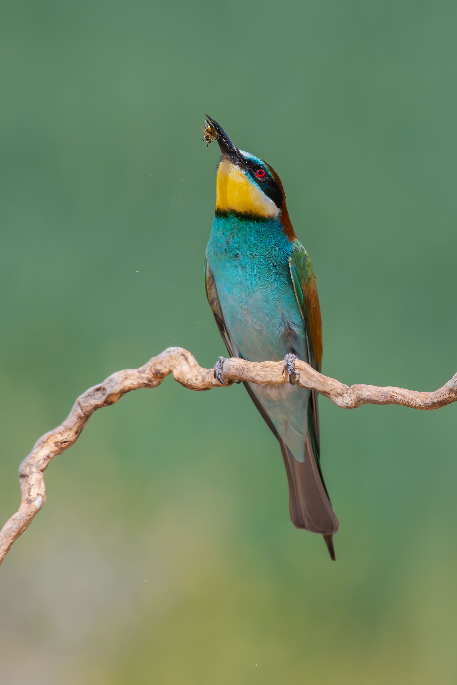 Mangia questo! Ape...