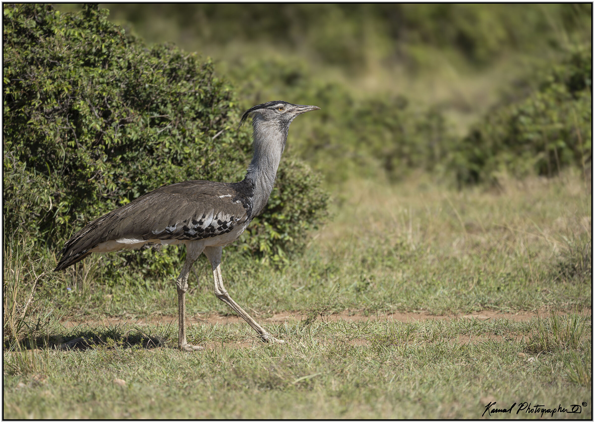 Kori Bustard (Ardeotis kori)