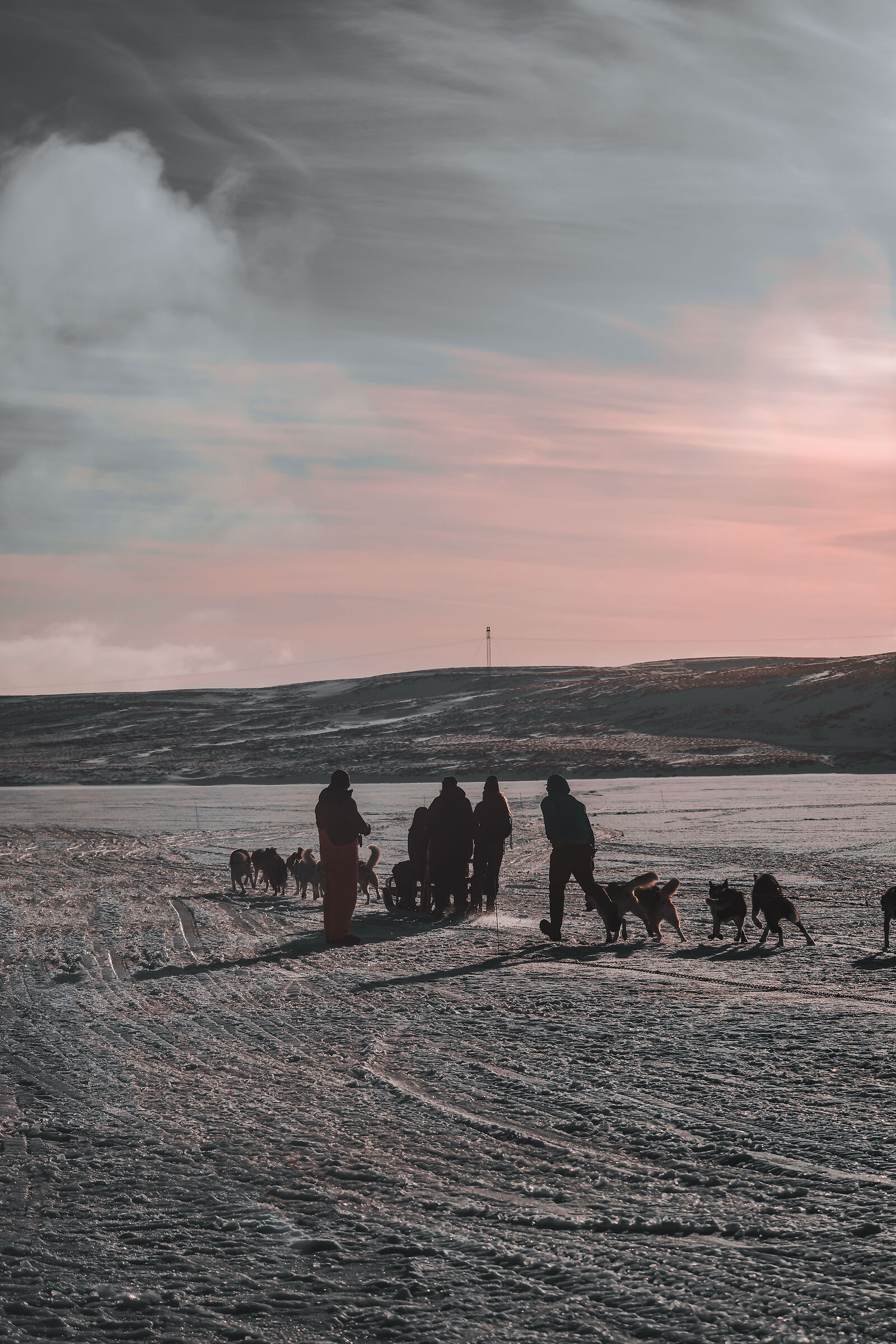 Sleddog - Iceland
