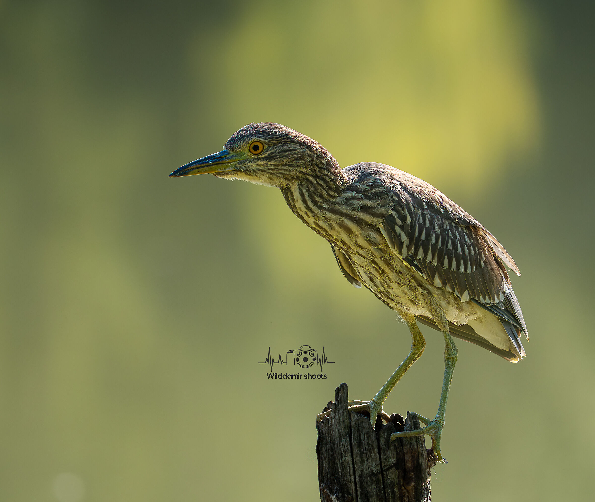 Night Heron backlit