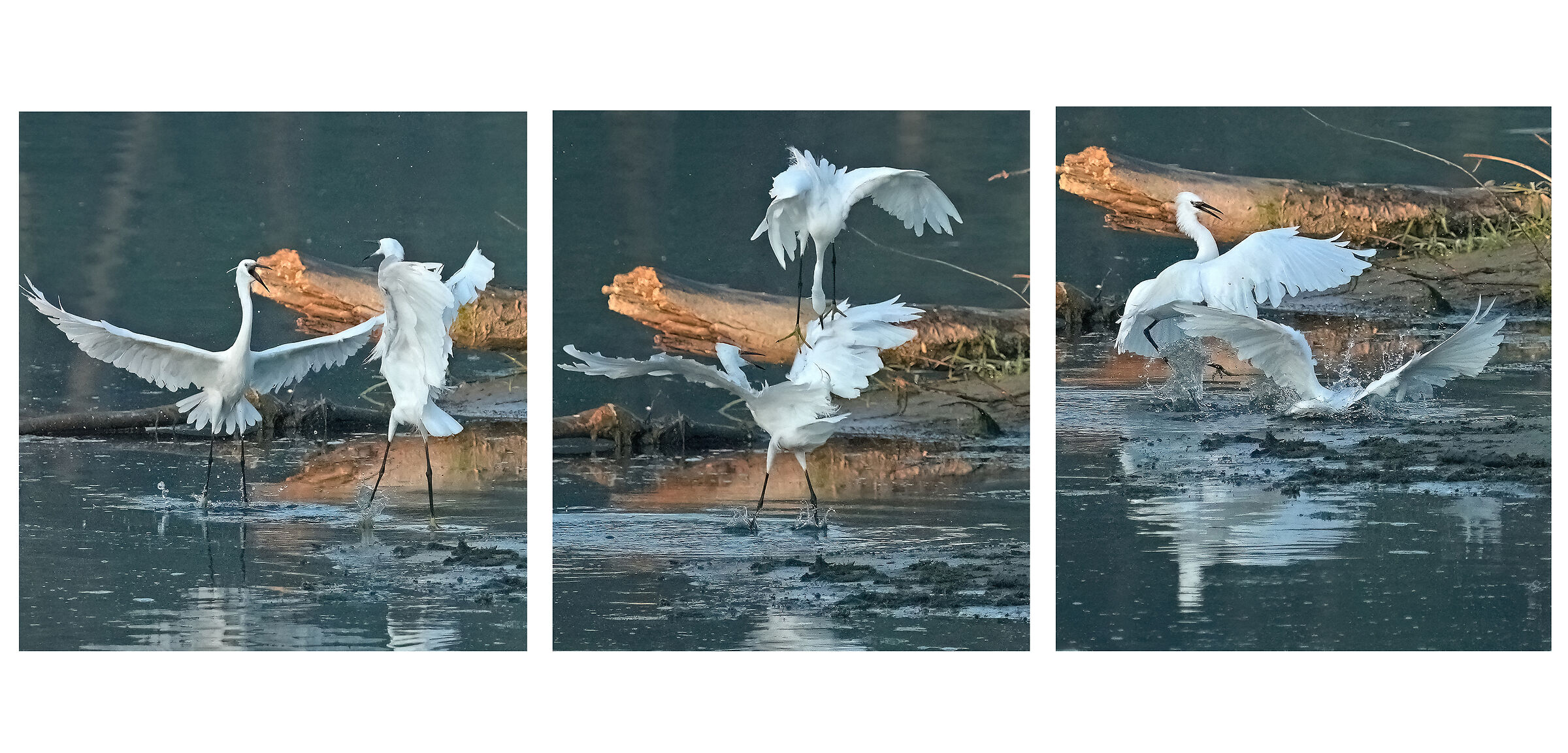 Lotta territoriale tra Garzette