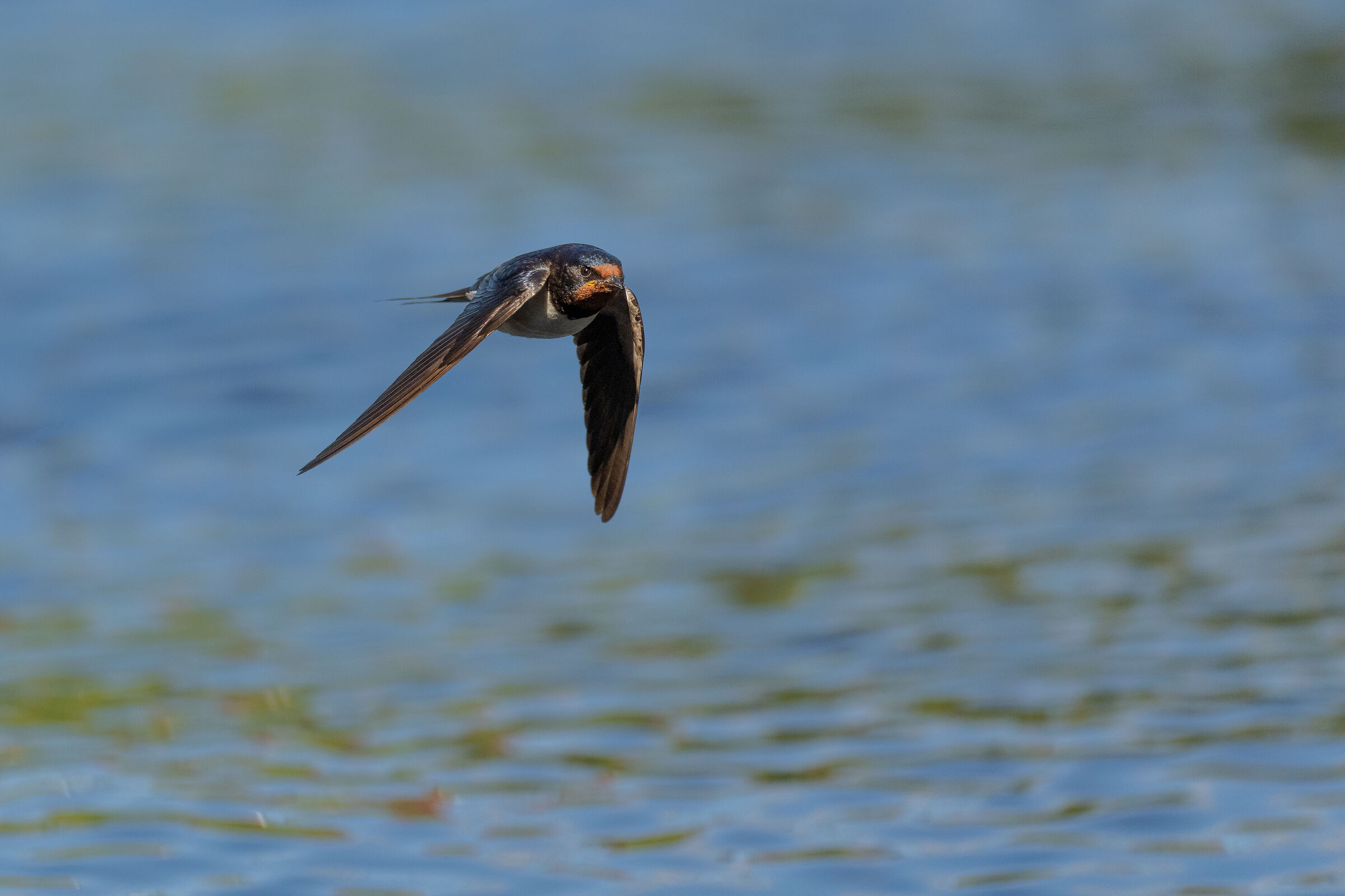 Barn swallow