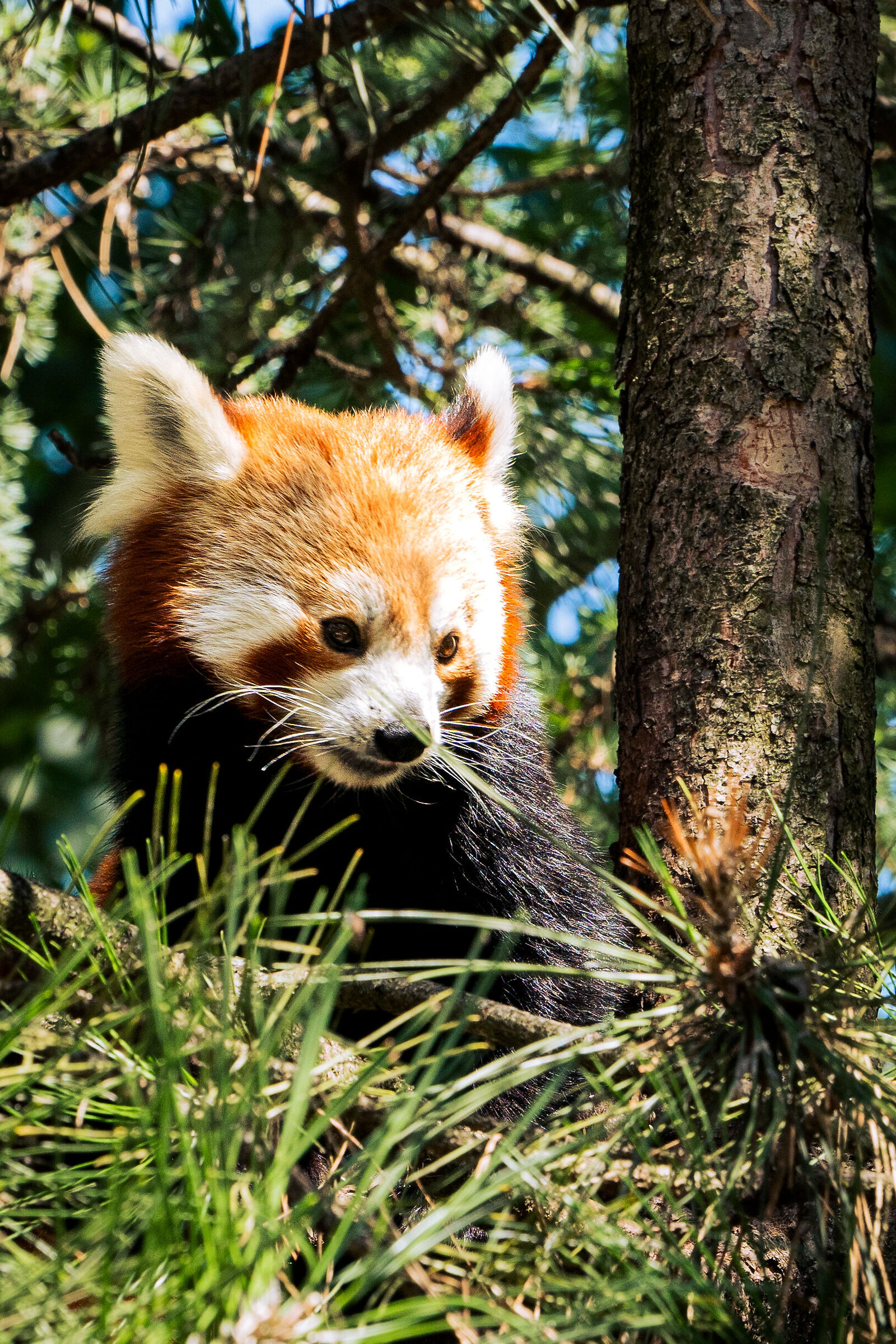 Panda rosso parco natura viva