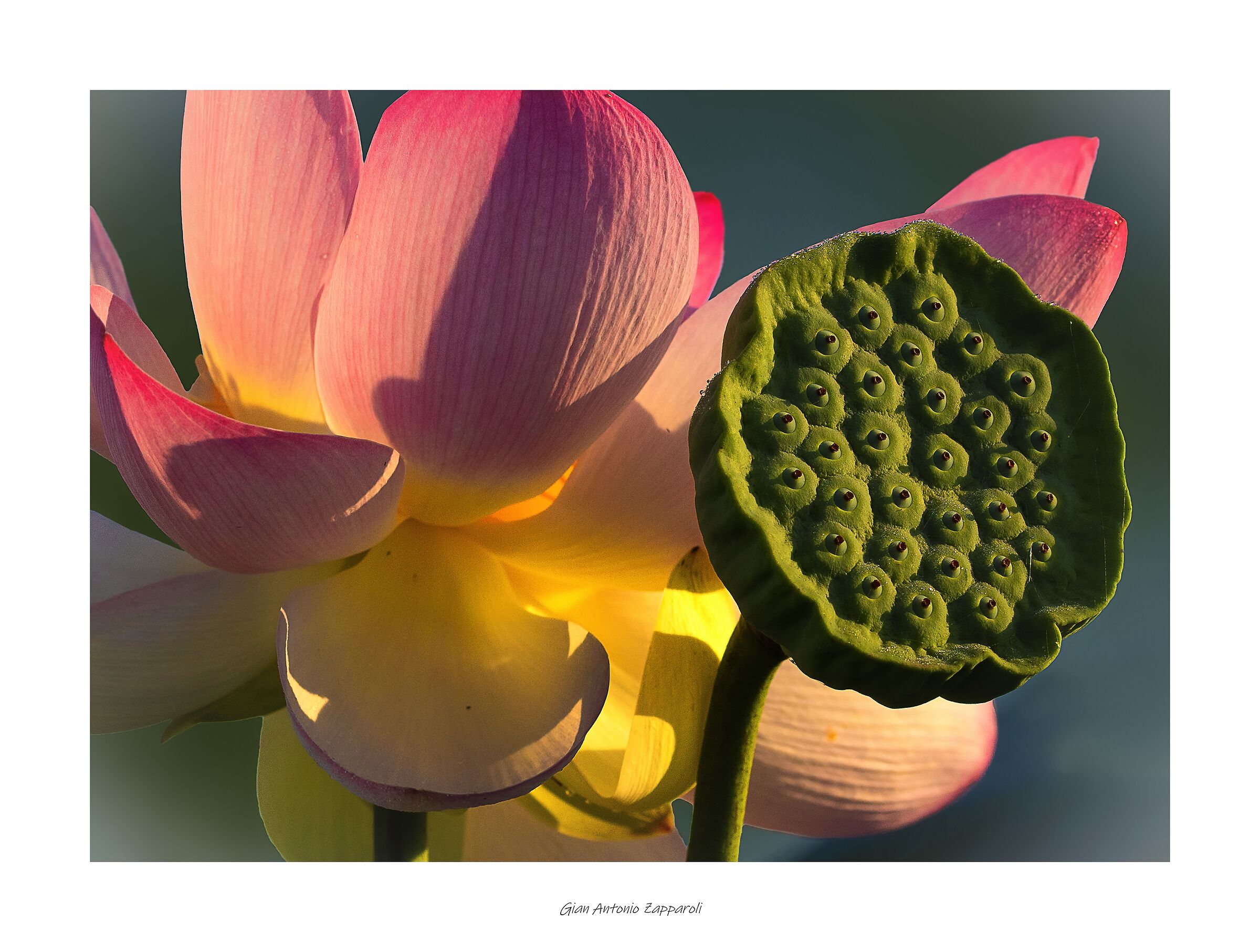 Fiore di Loto (Nelumbo nucifera)