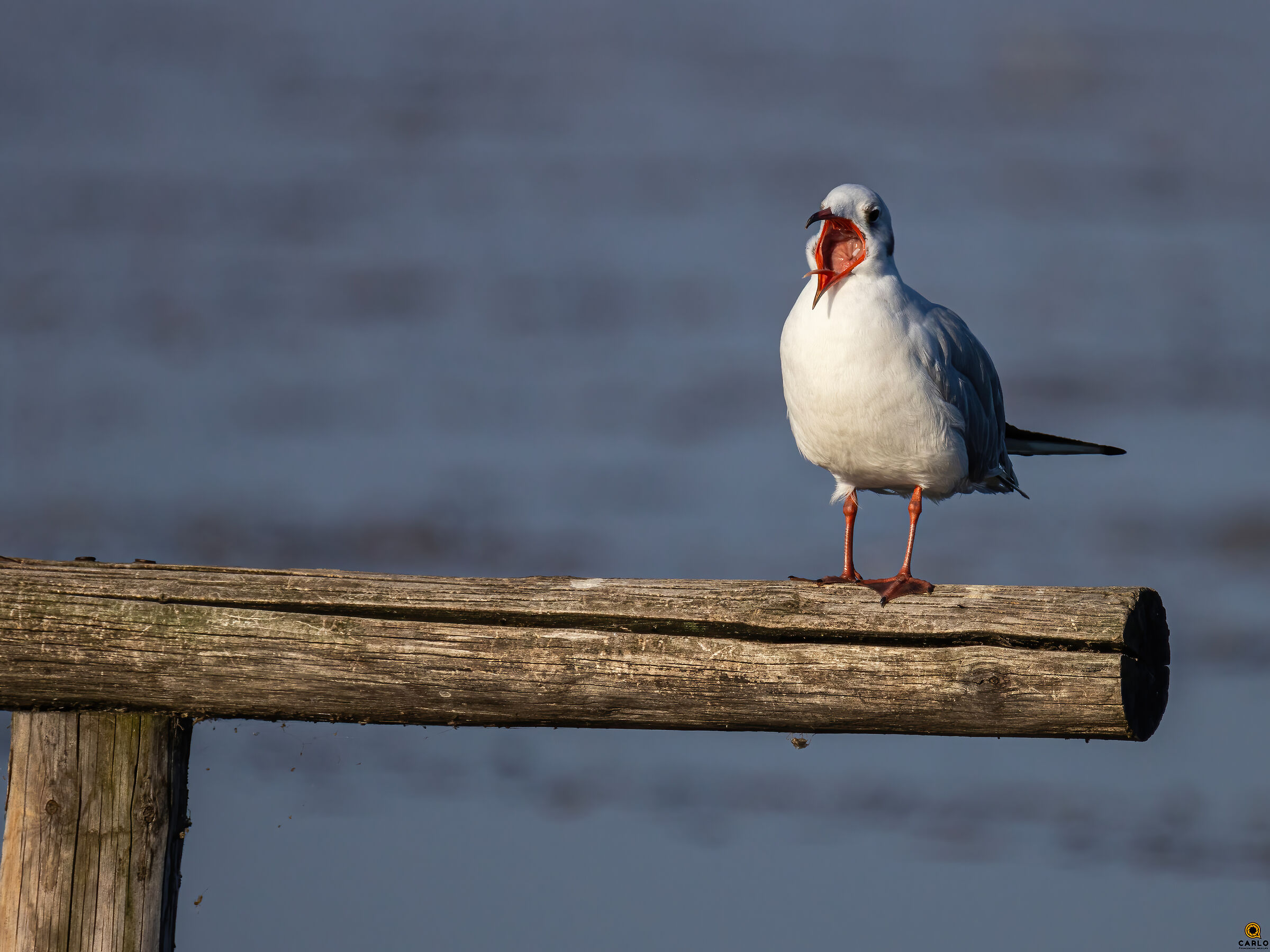 Screams that pass you by