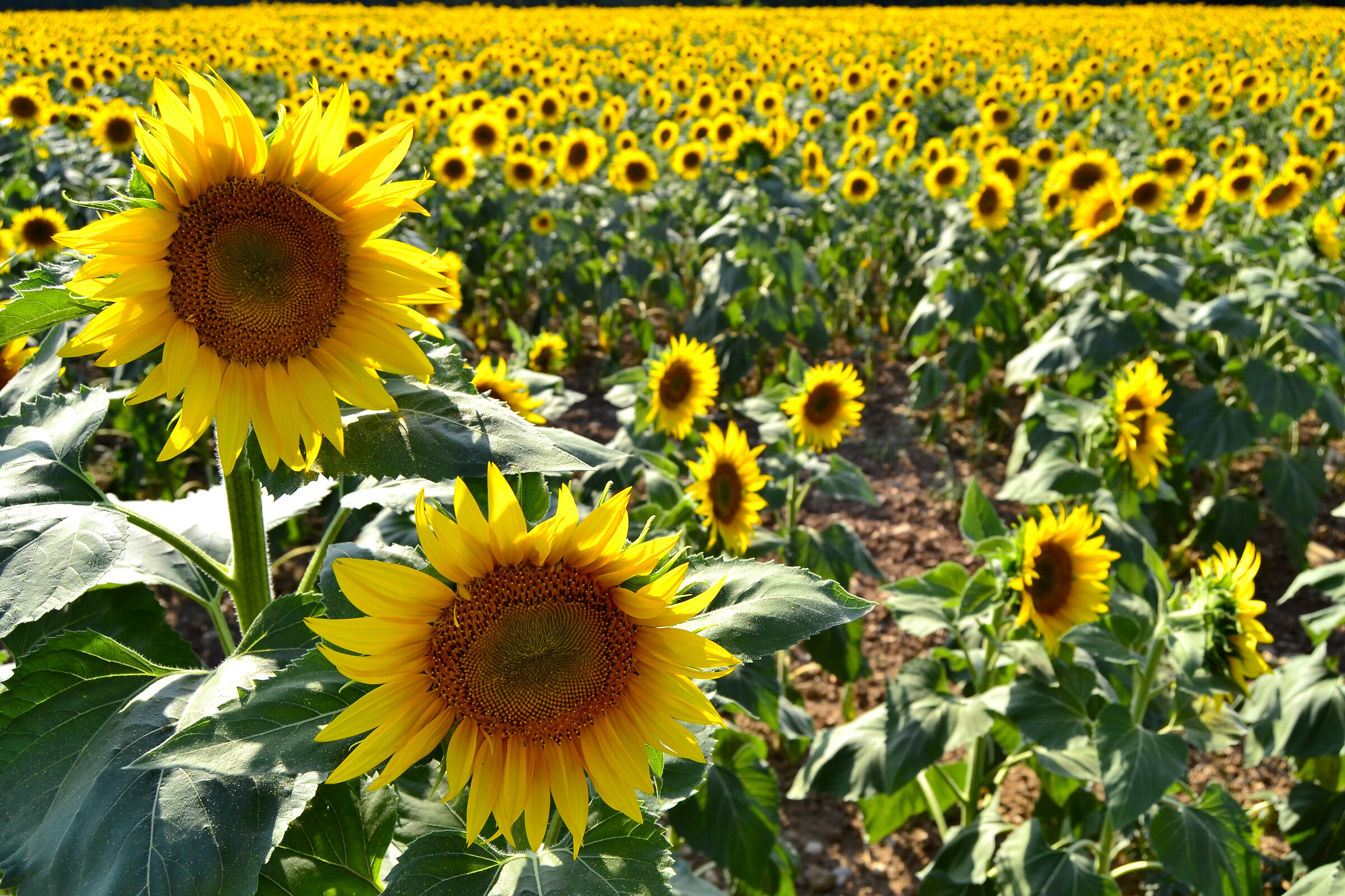 Waiting for Van Gogh