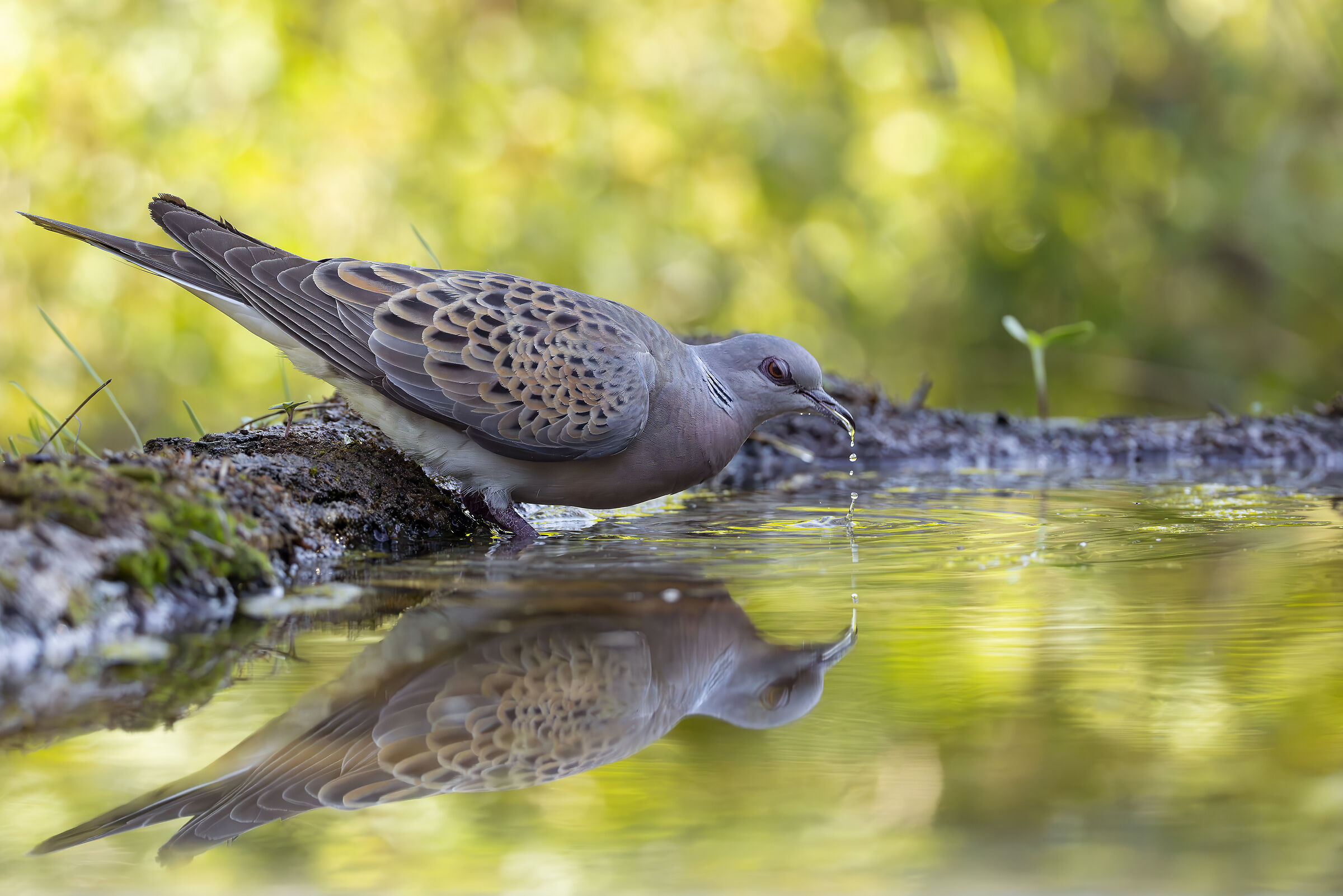 Turtledove